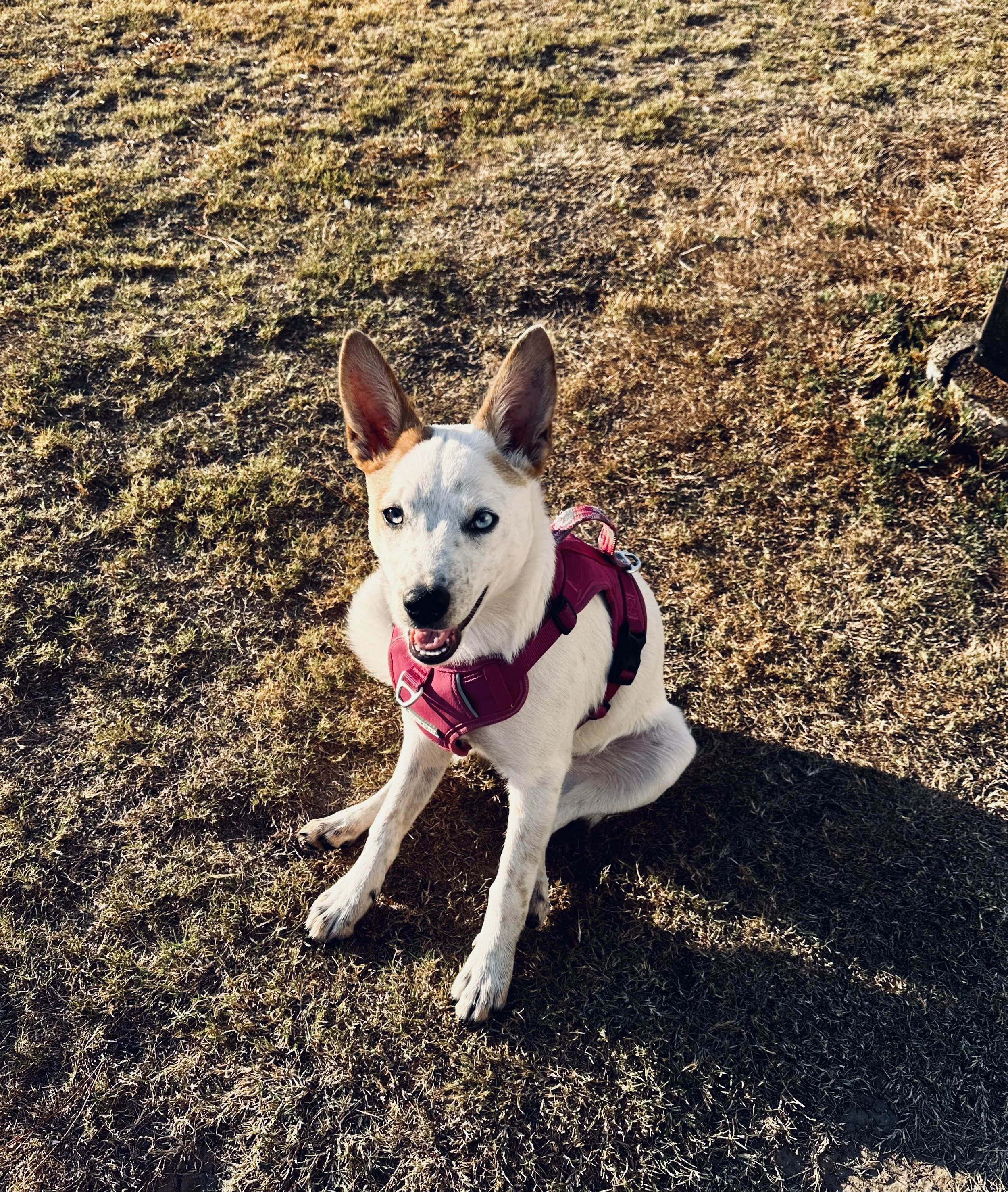 A white dog with blue eyes wearing a pink harness sitting on a grassy field.