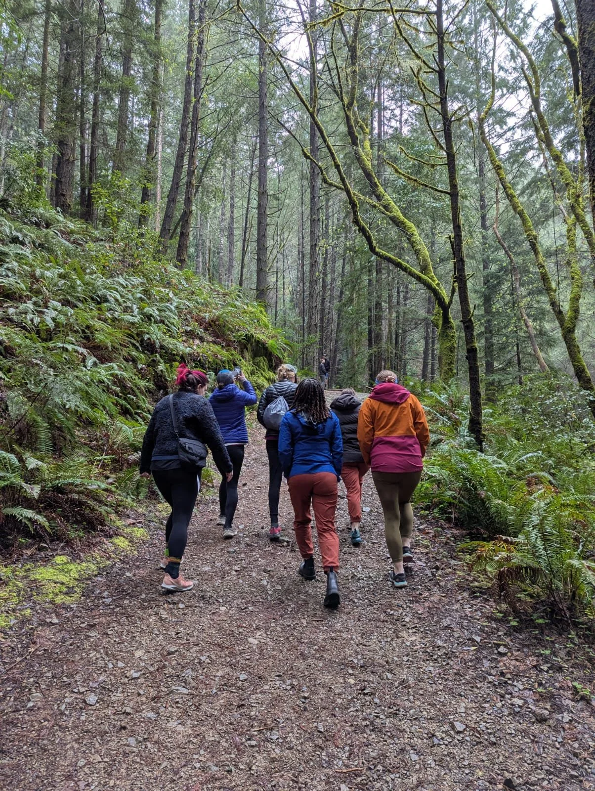 Group of people hiking on a forest trail surrounded by tall trees and green foliage.