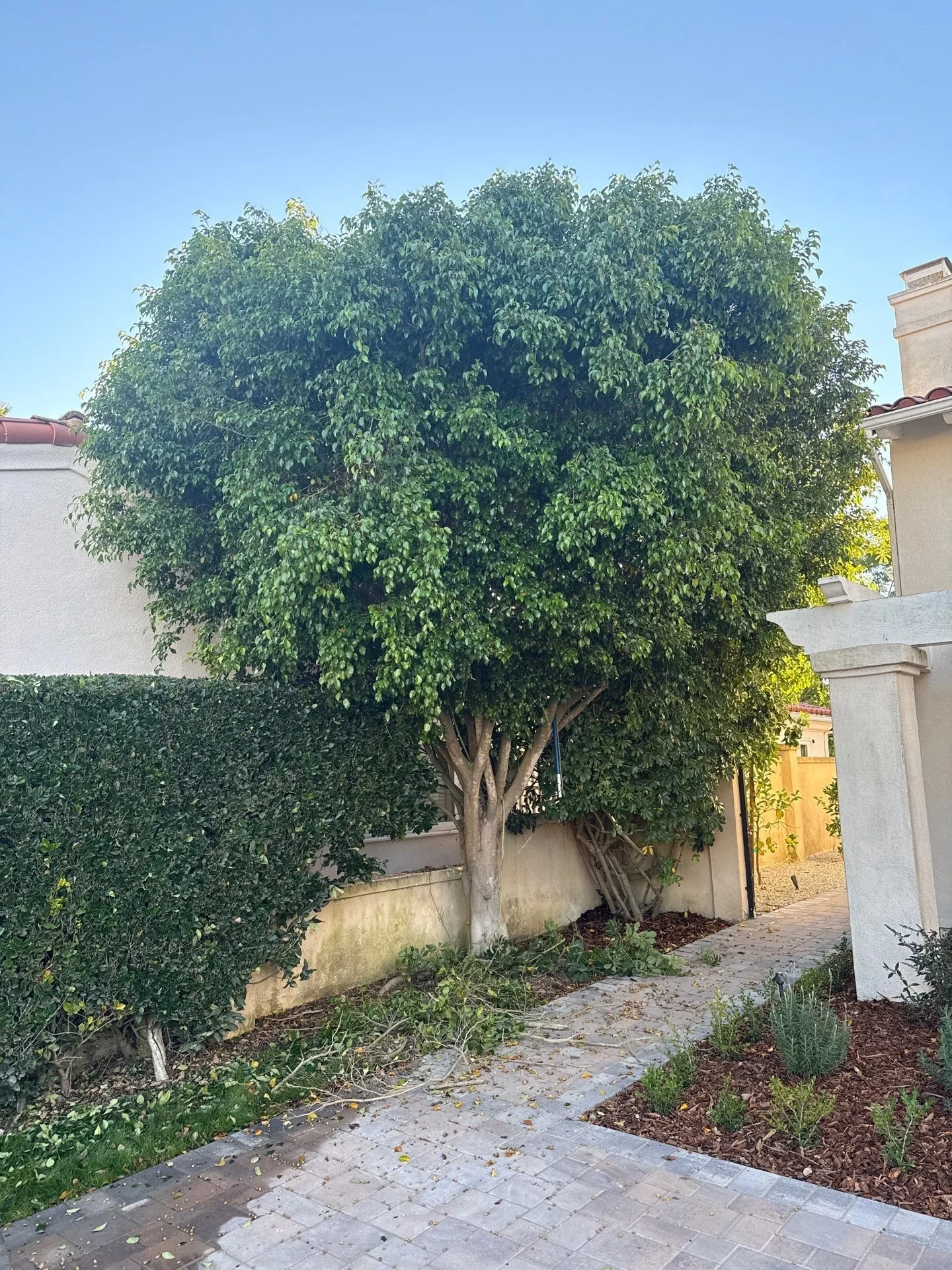 Mature tree trimming and pruning by Rosewood Landscape