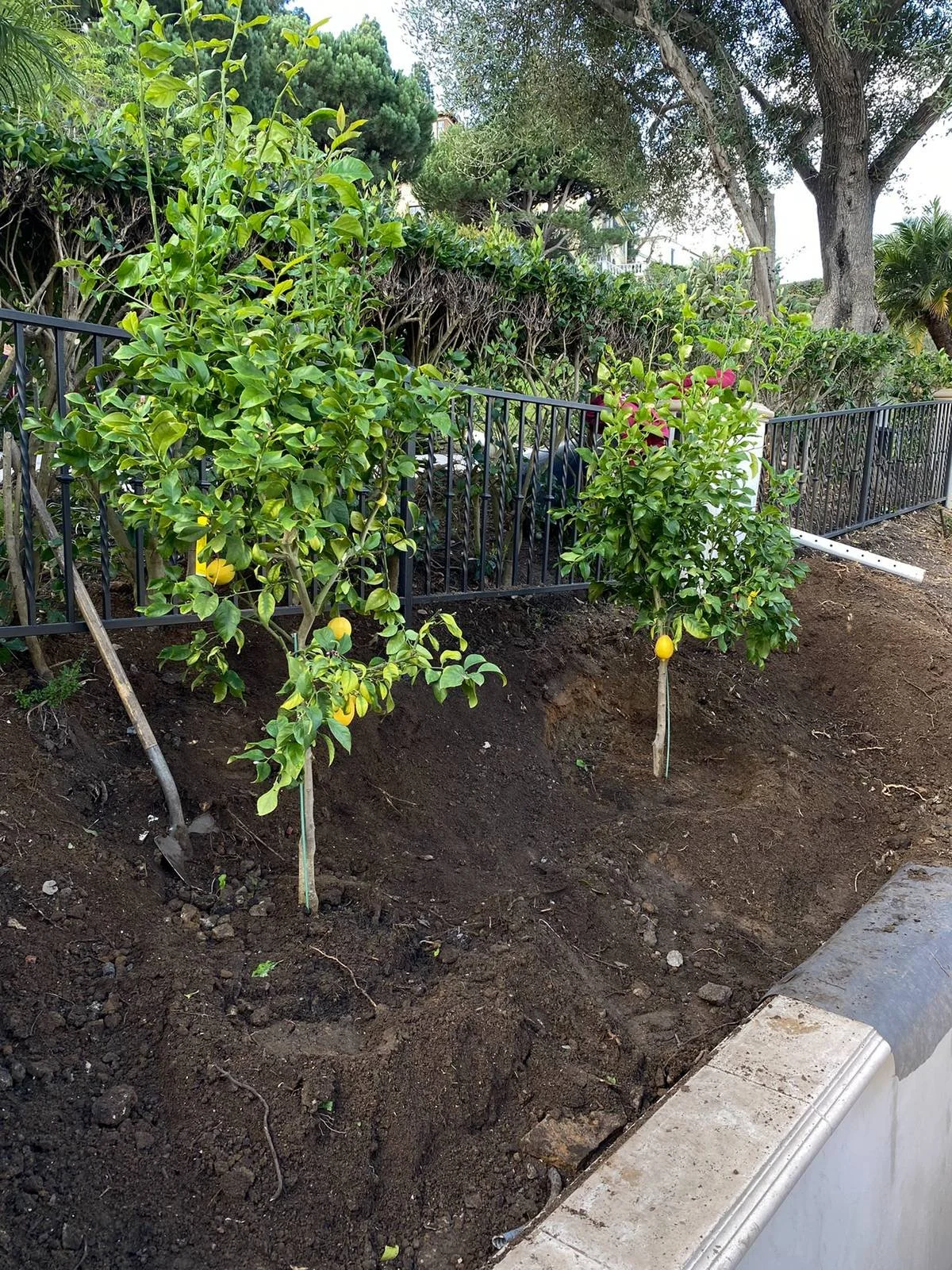 New citrus trees planted in a residential garden by Rosewood Landscape