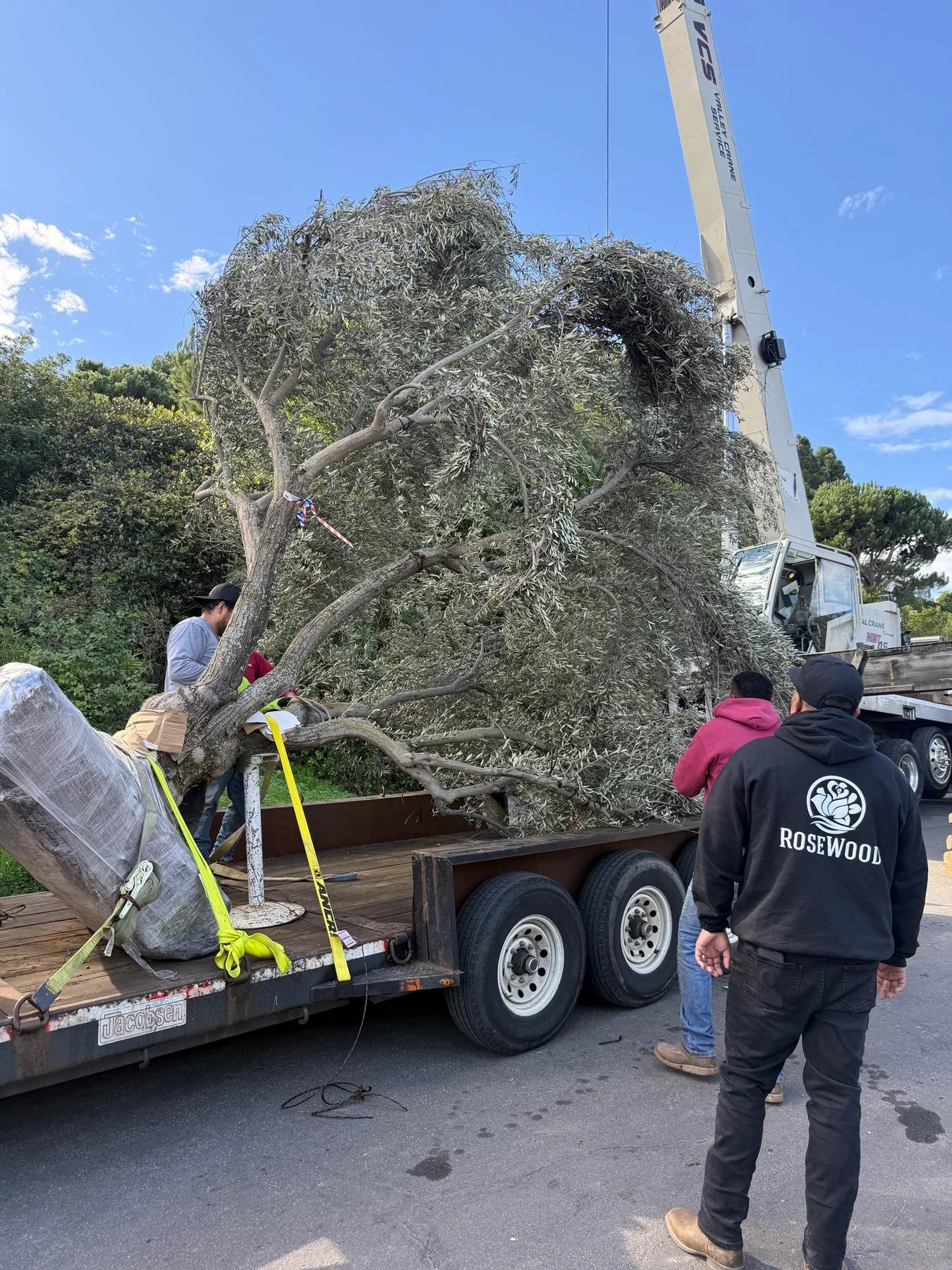 Mature tree being prepared for delivery and landscape installation by Rosewood Landscape