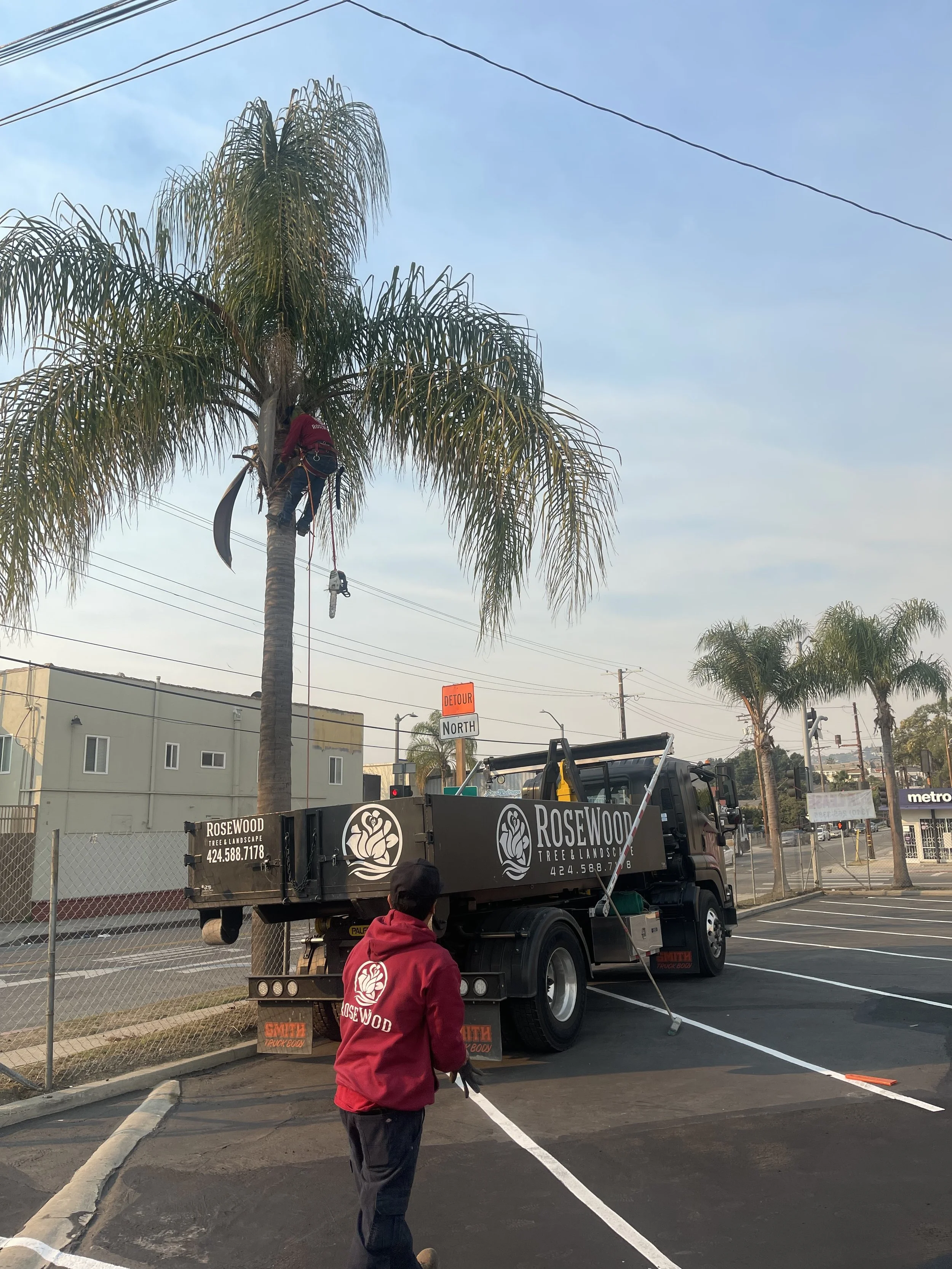 Professional palm tree trimming performed by the Rosewood Landscape tree care crew