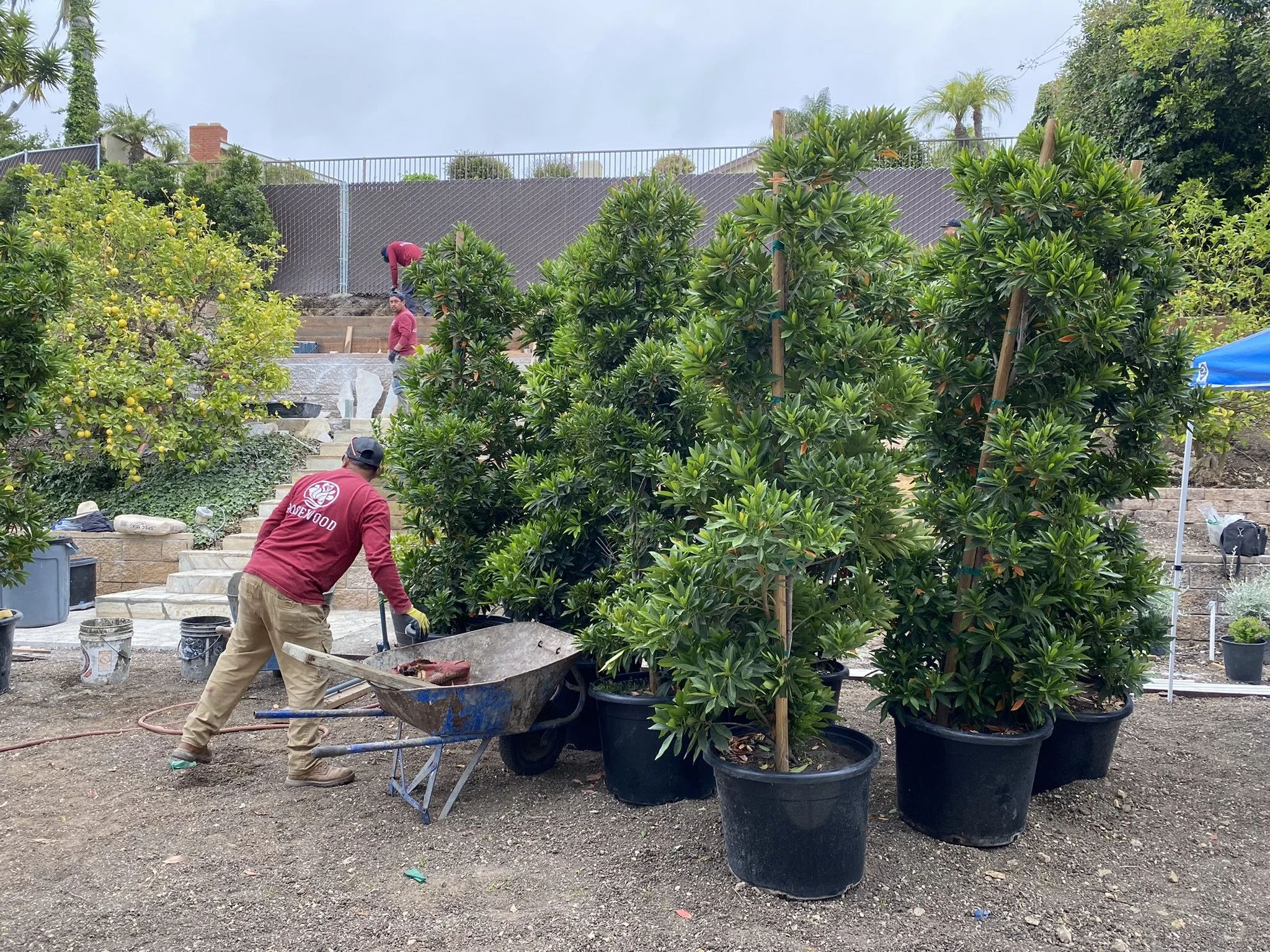 Rosewood Landscape crew planting trees and installing landscaping at a residential property