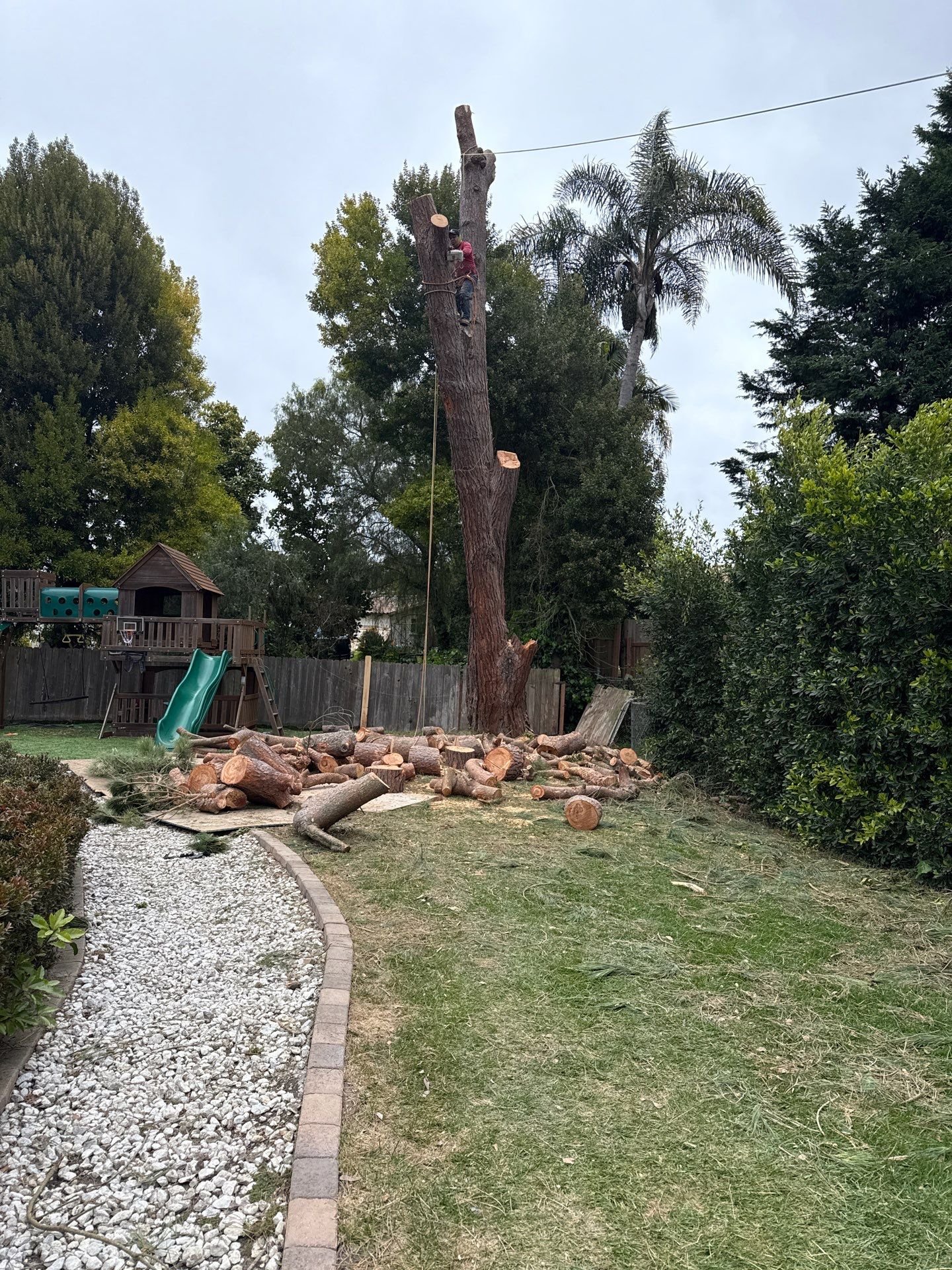 Professional residential tree removal performed by Rosewood Landscape