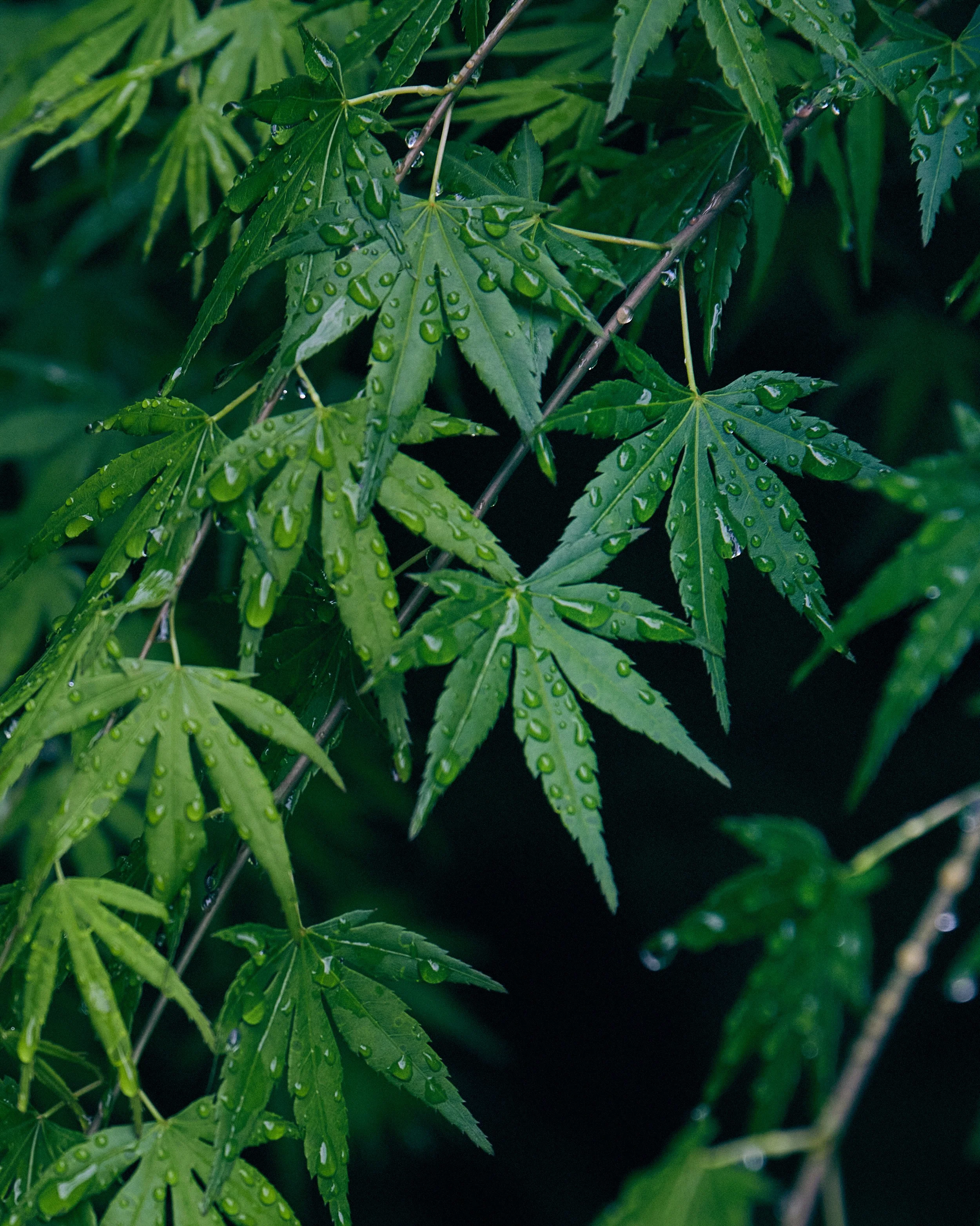 KYOTO_0060.jpg