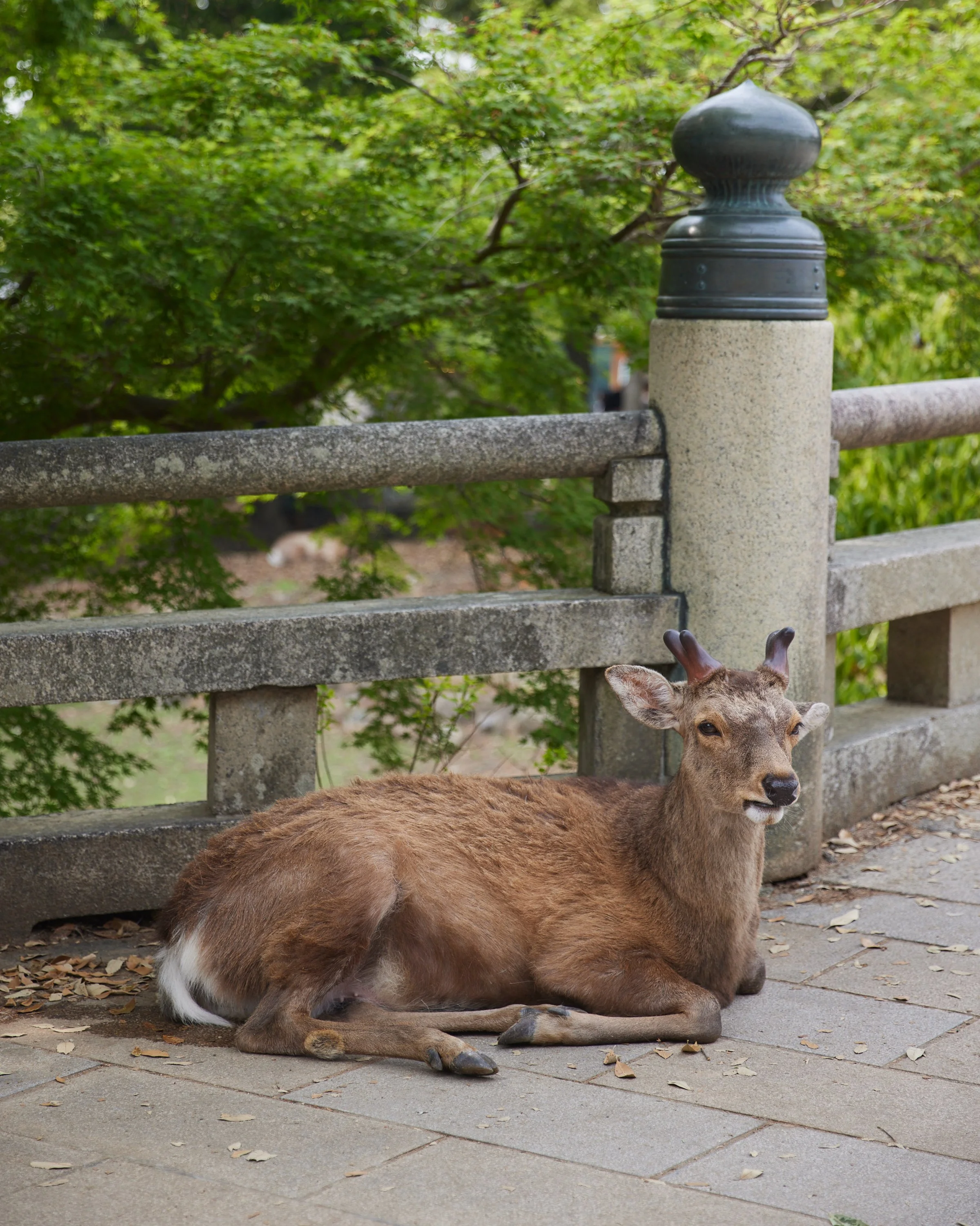 KYOTO_1800.jpg