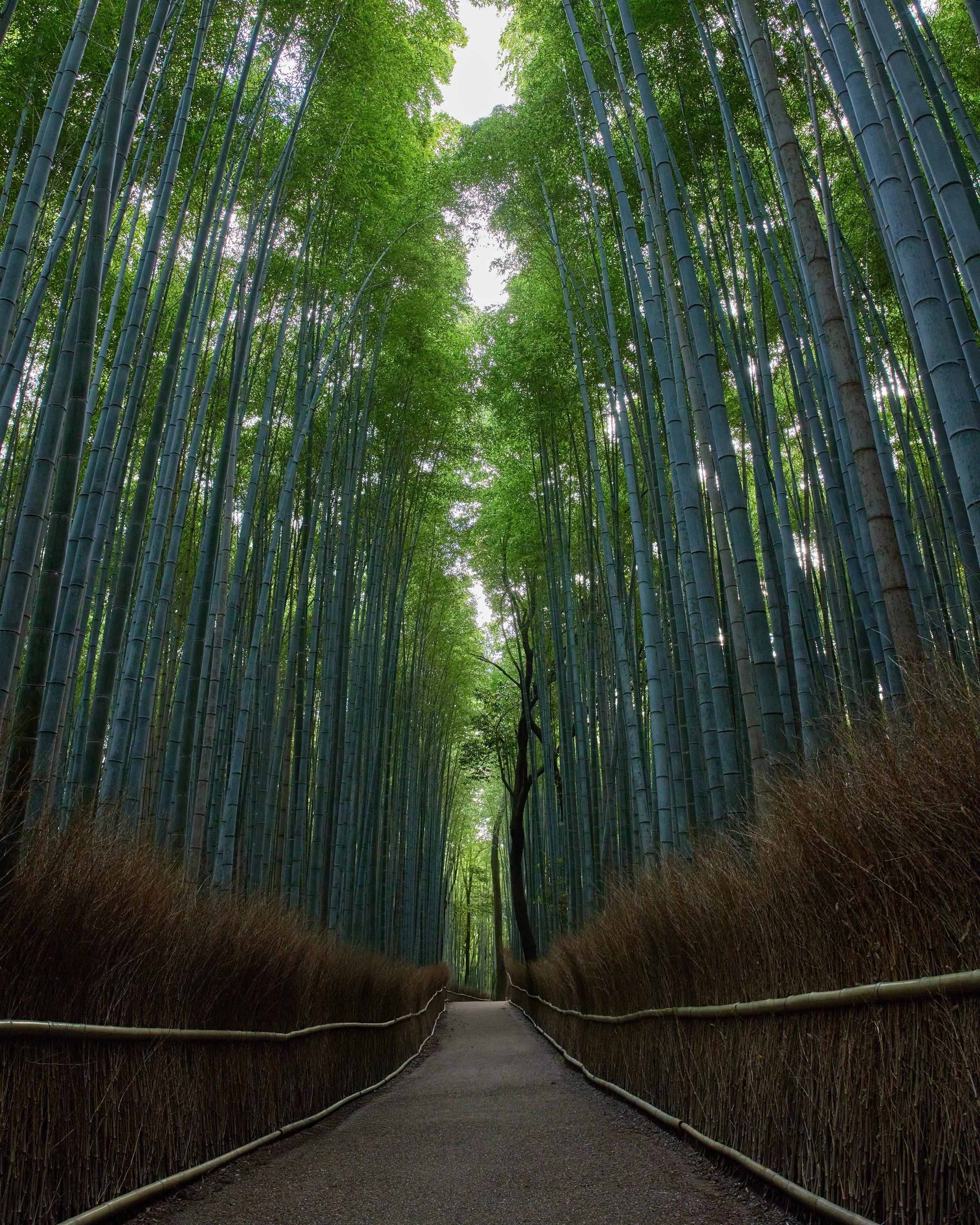 KYOTO_0255_8x10.jpg