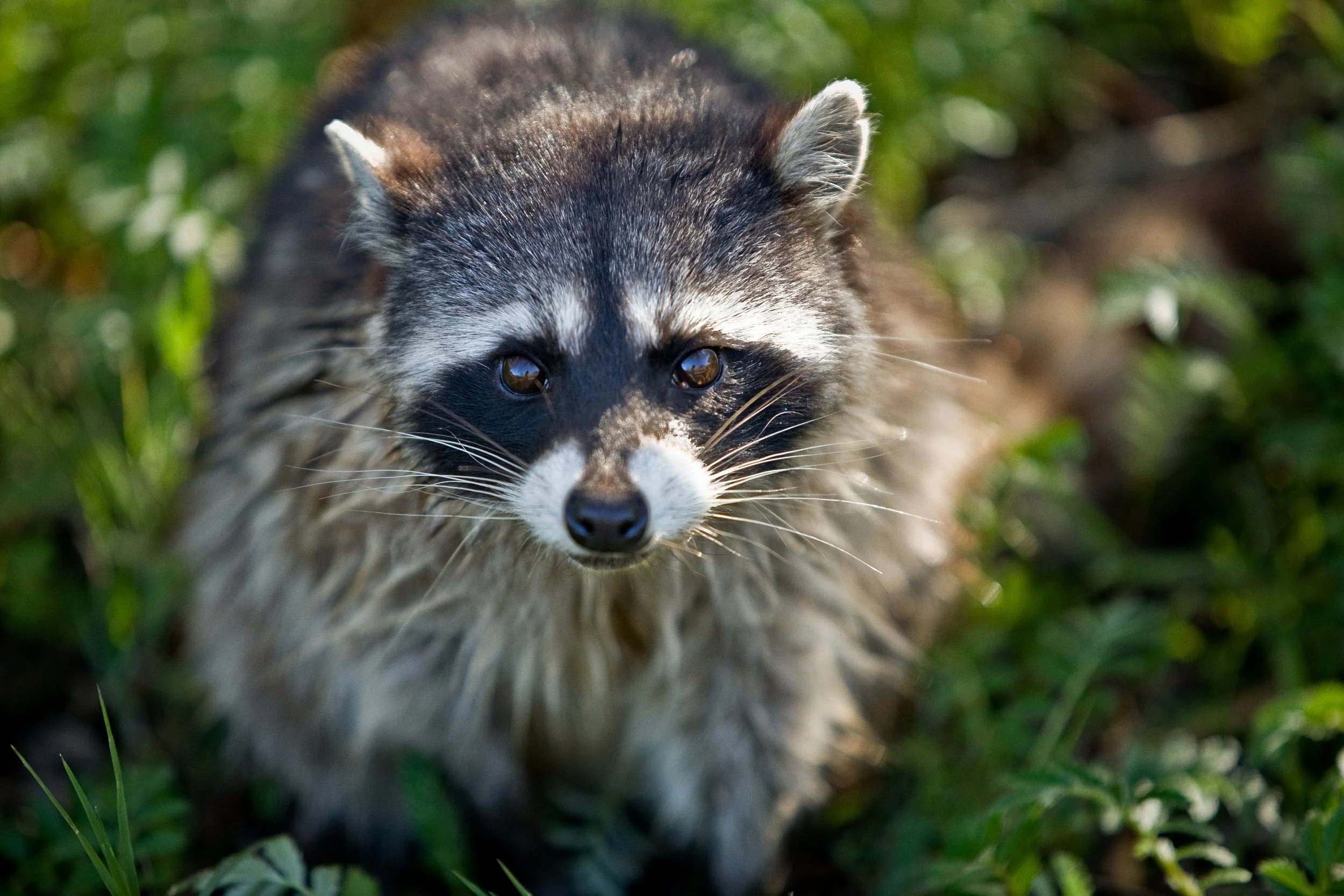 wet racoon.jpg