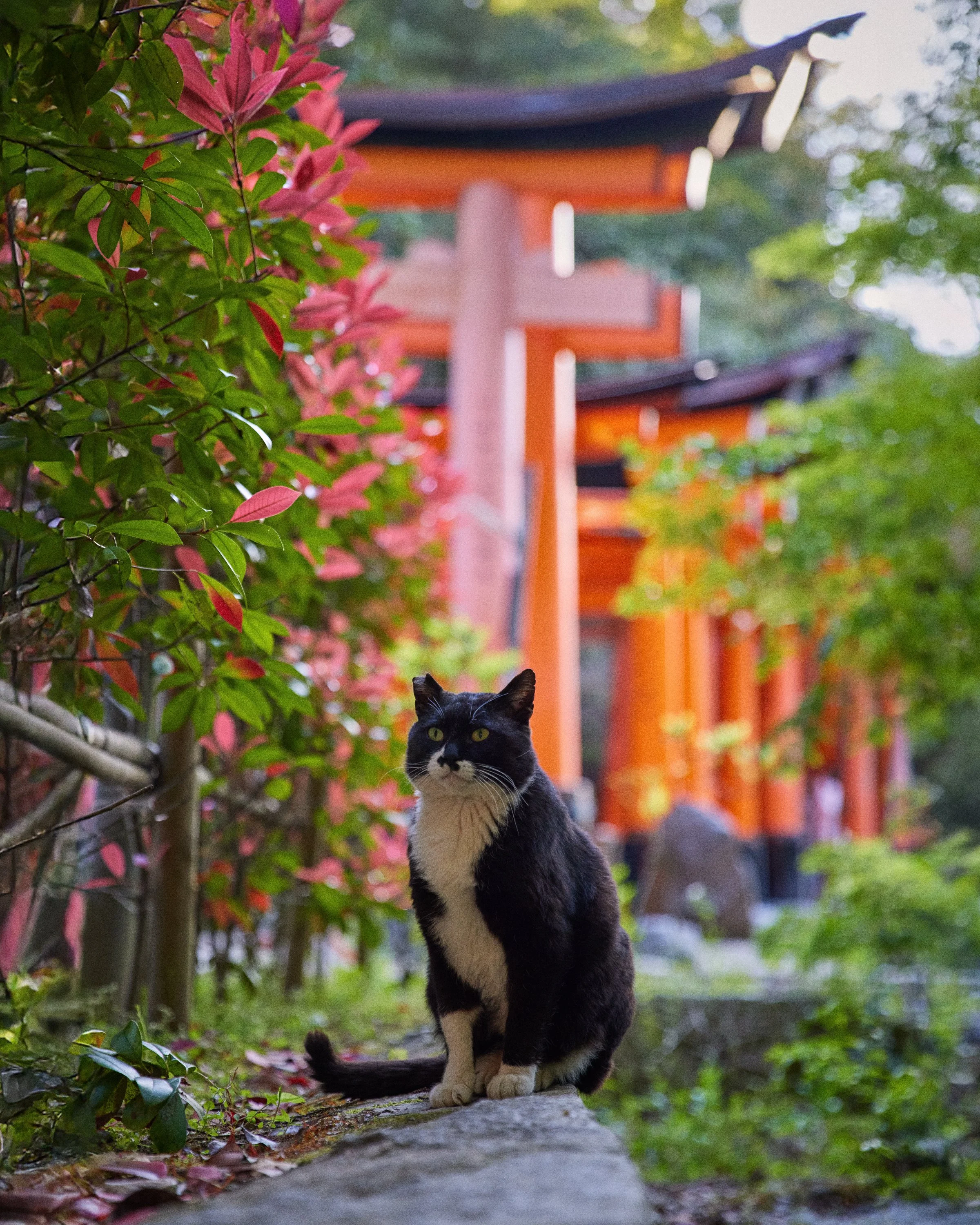 KYOTO_2587.jpg