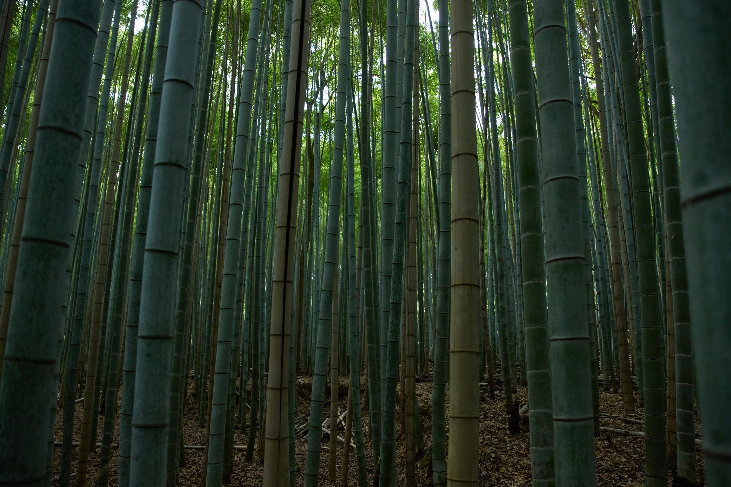 KYOTO_0119.jpg