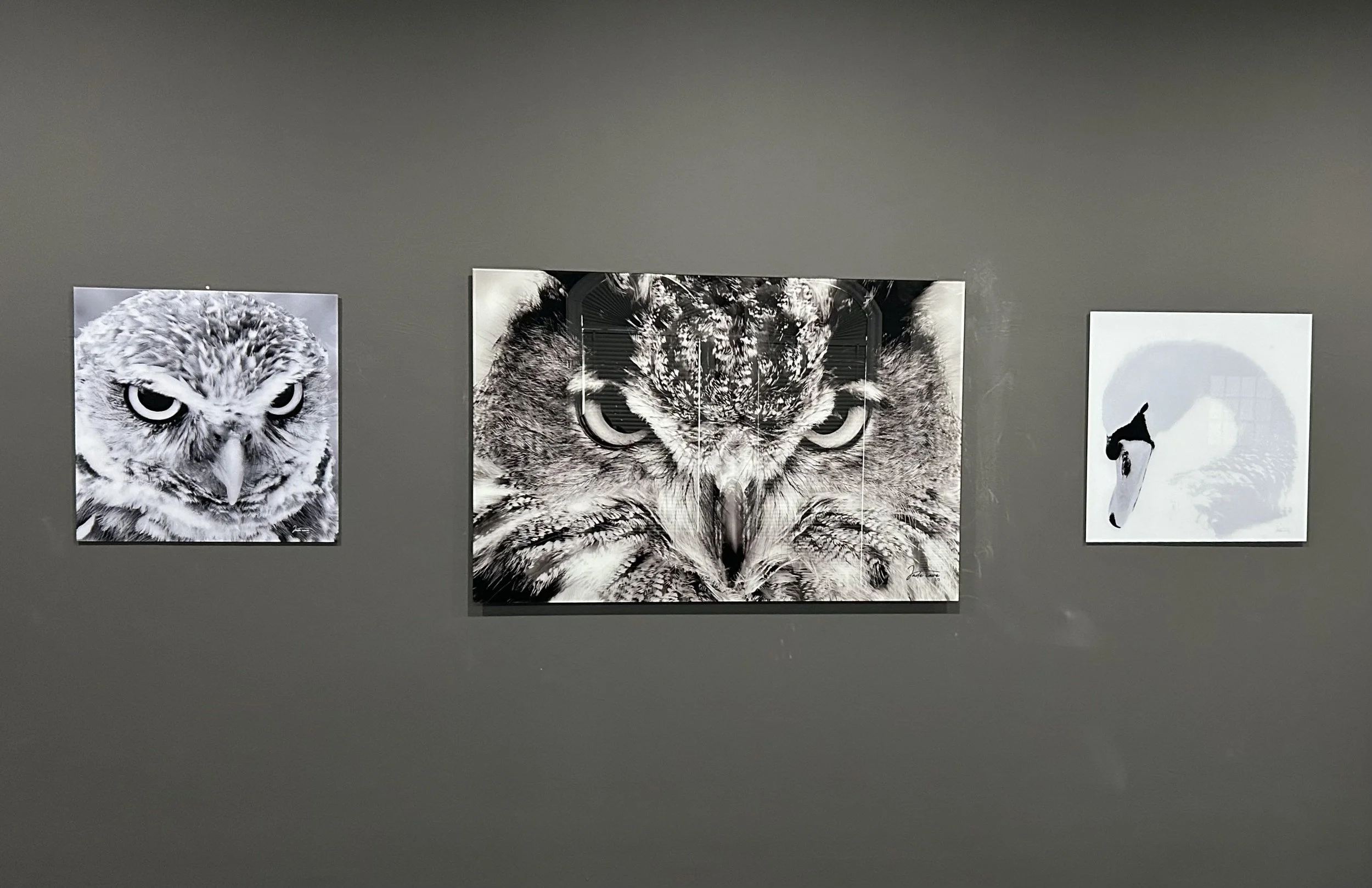 black-and-white-owl-swan-wildlife-prints-gallery-wall-caran-art-and-frame.jpg