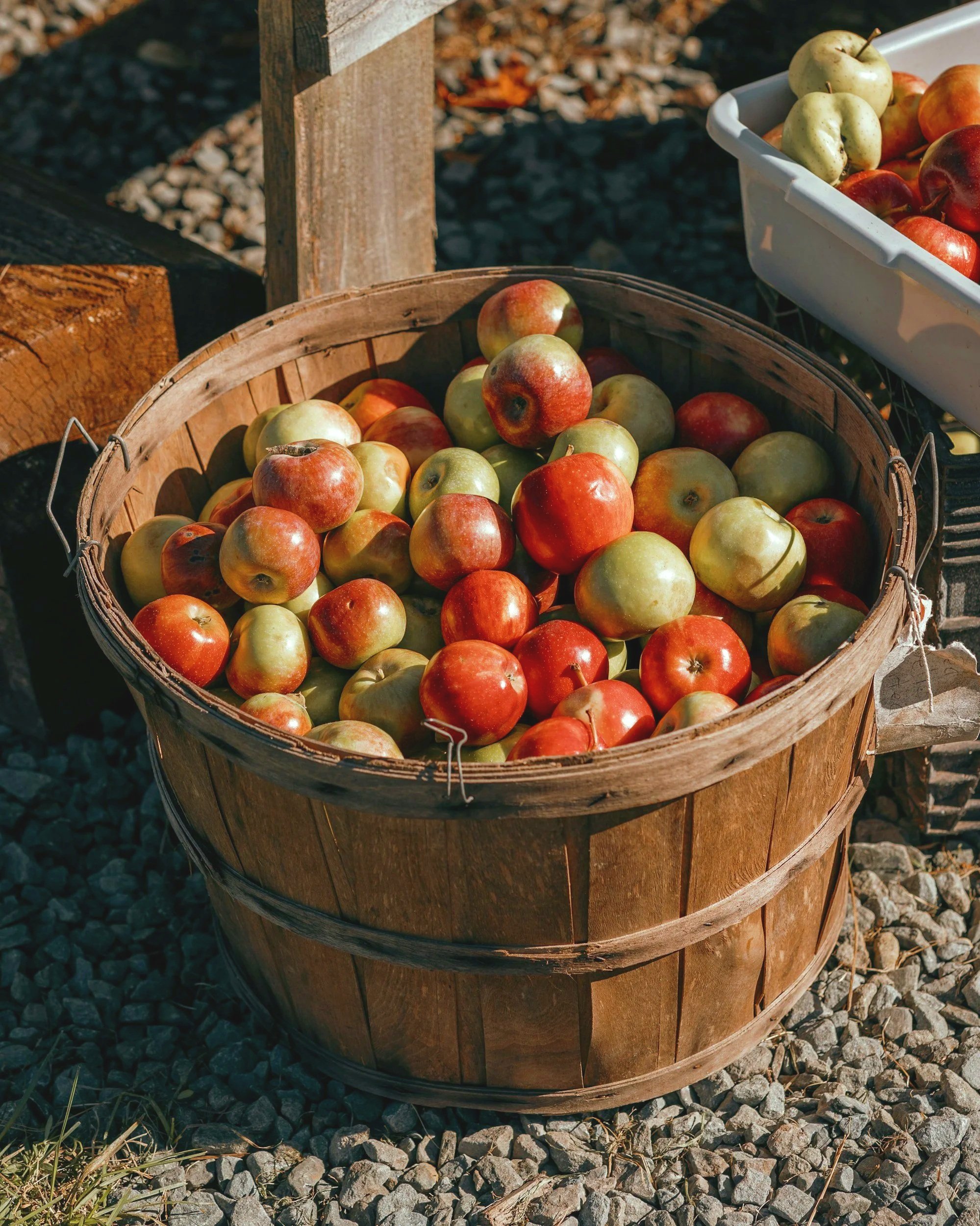 Basket of Fresh Apples like those used in Trevor's Liquid Gold Apple Cider