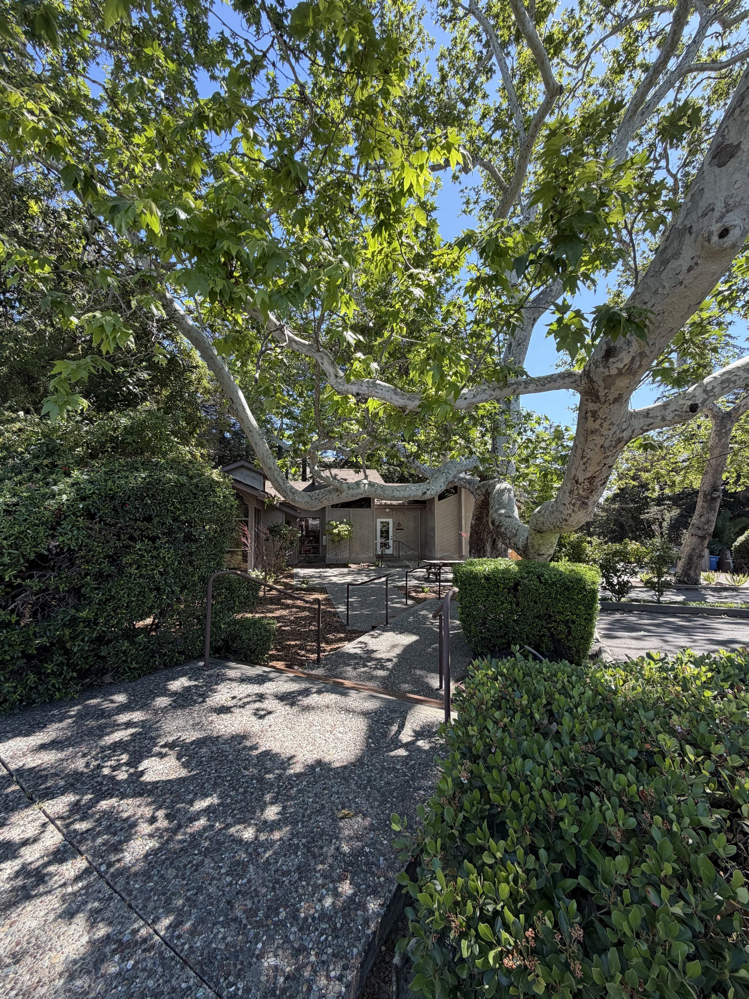 A large tree with sprawling branches and green leaves provides shade over a pathway leading to a house. Various shrubs and bushes surround the area, and the sky is bright and clear.