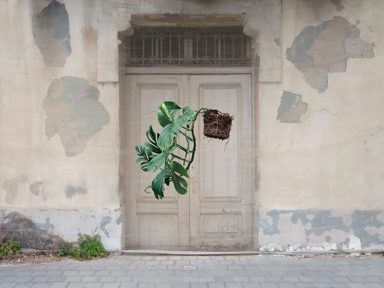 Floating Plants