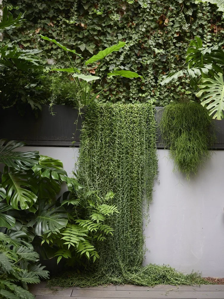 Catalan tropical