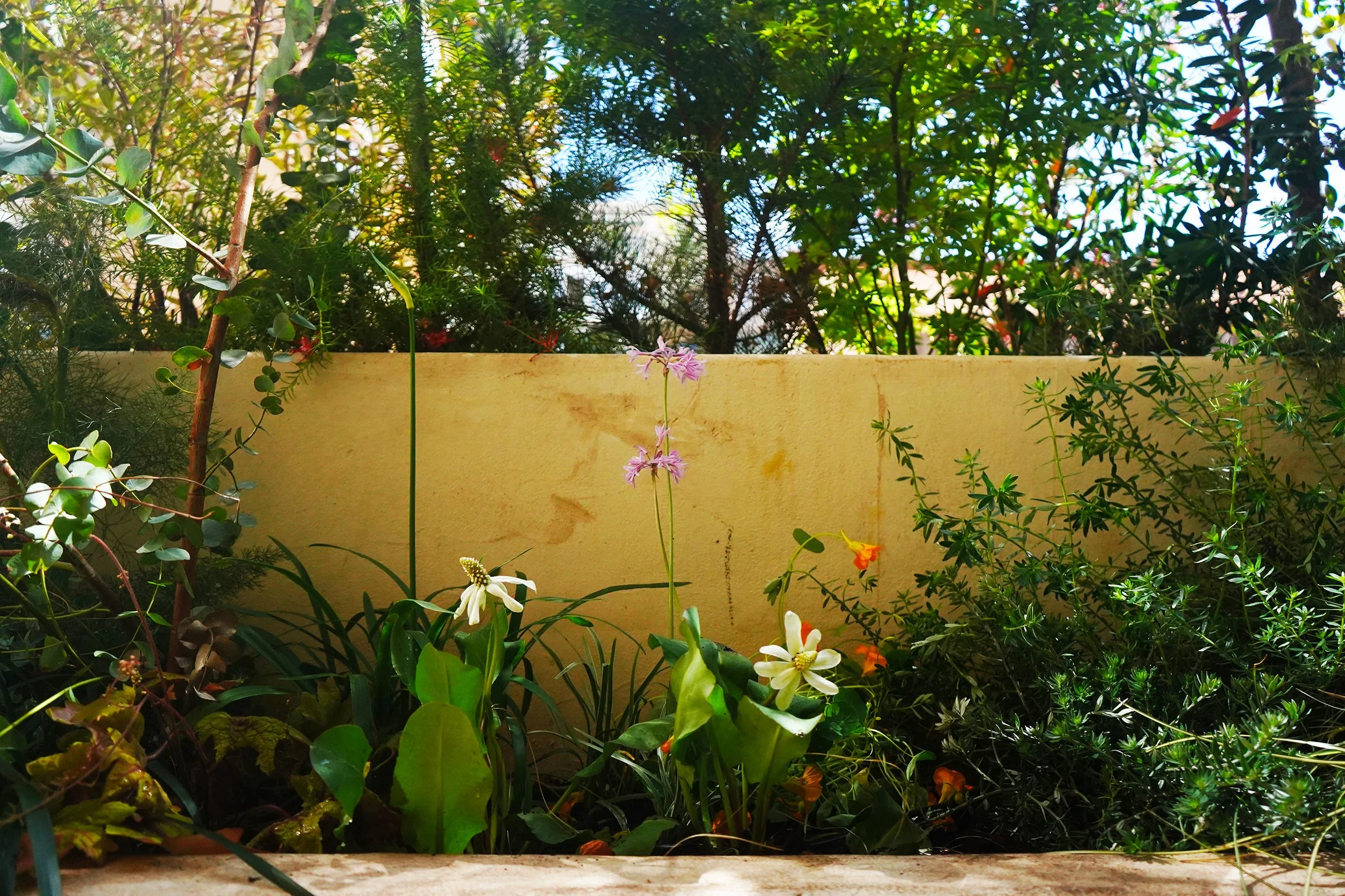 Patricia Garden