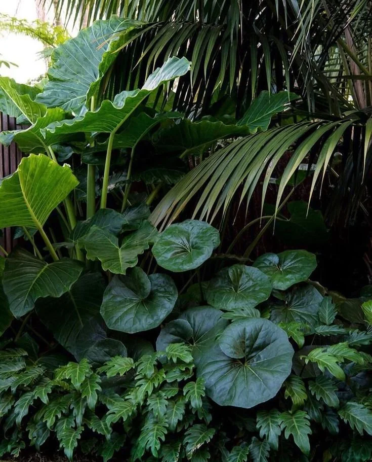 Green & Lush