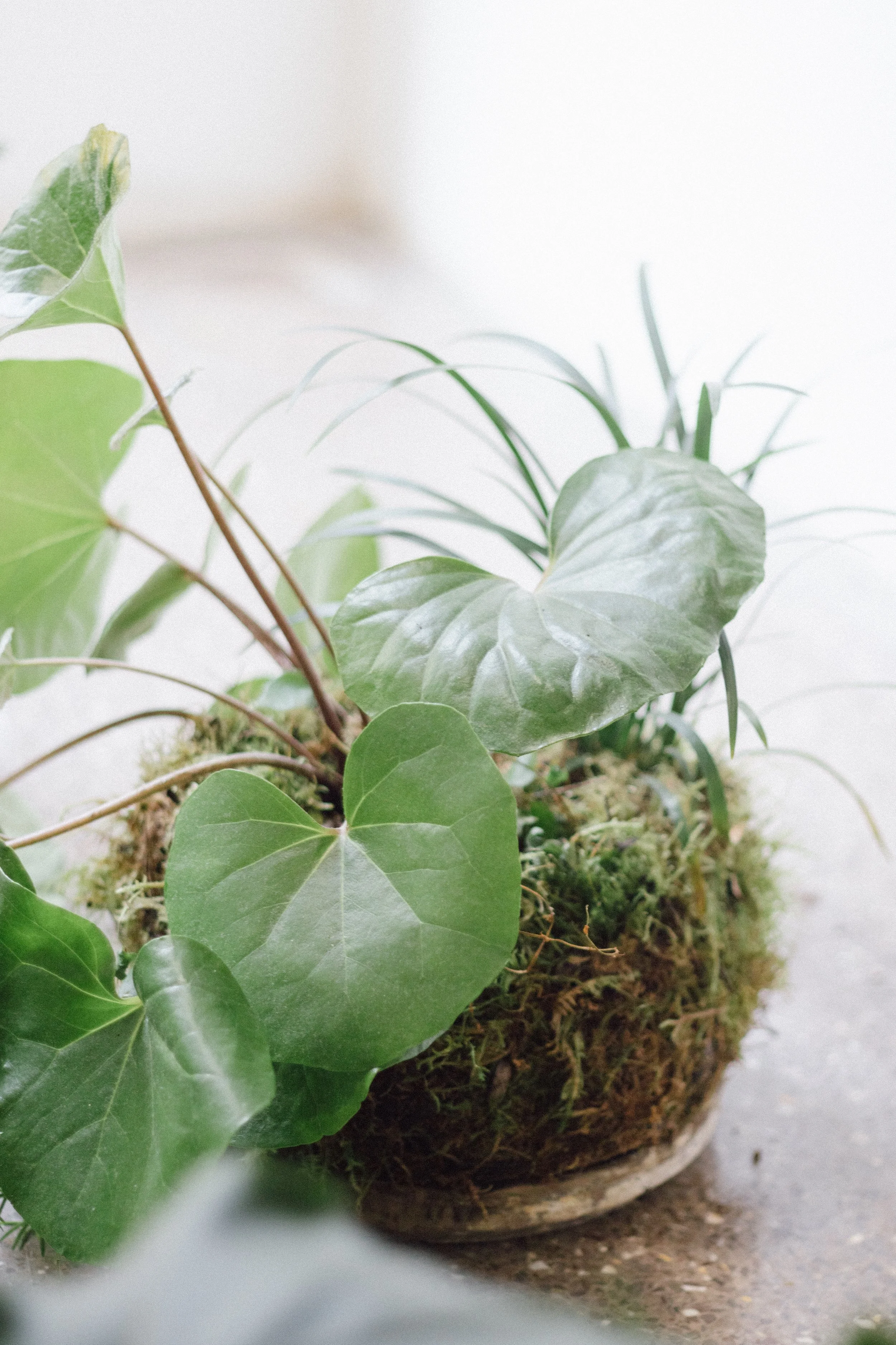 Pocket Garden
