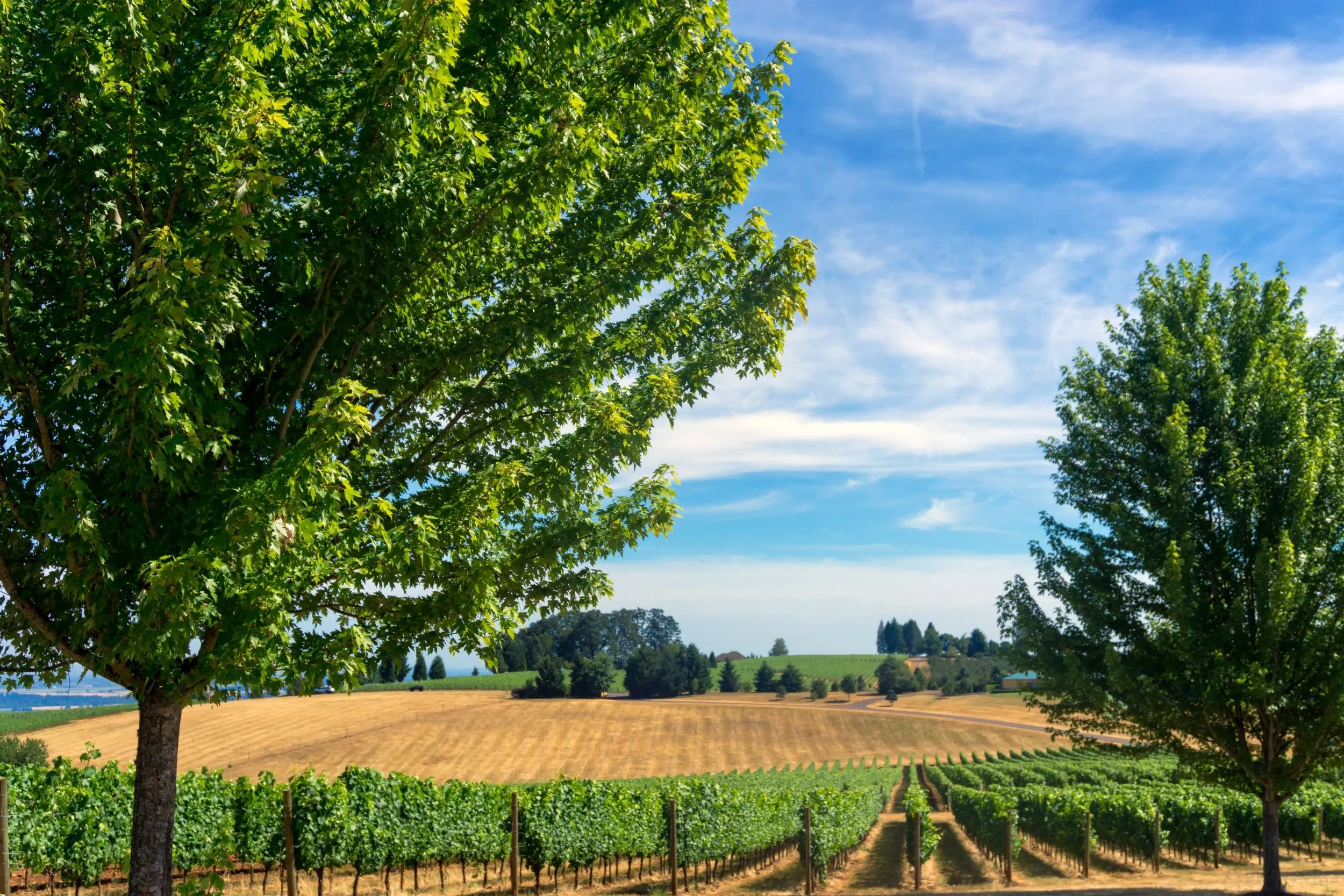 Wine and Waterfalls; Willamette Valley