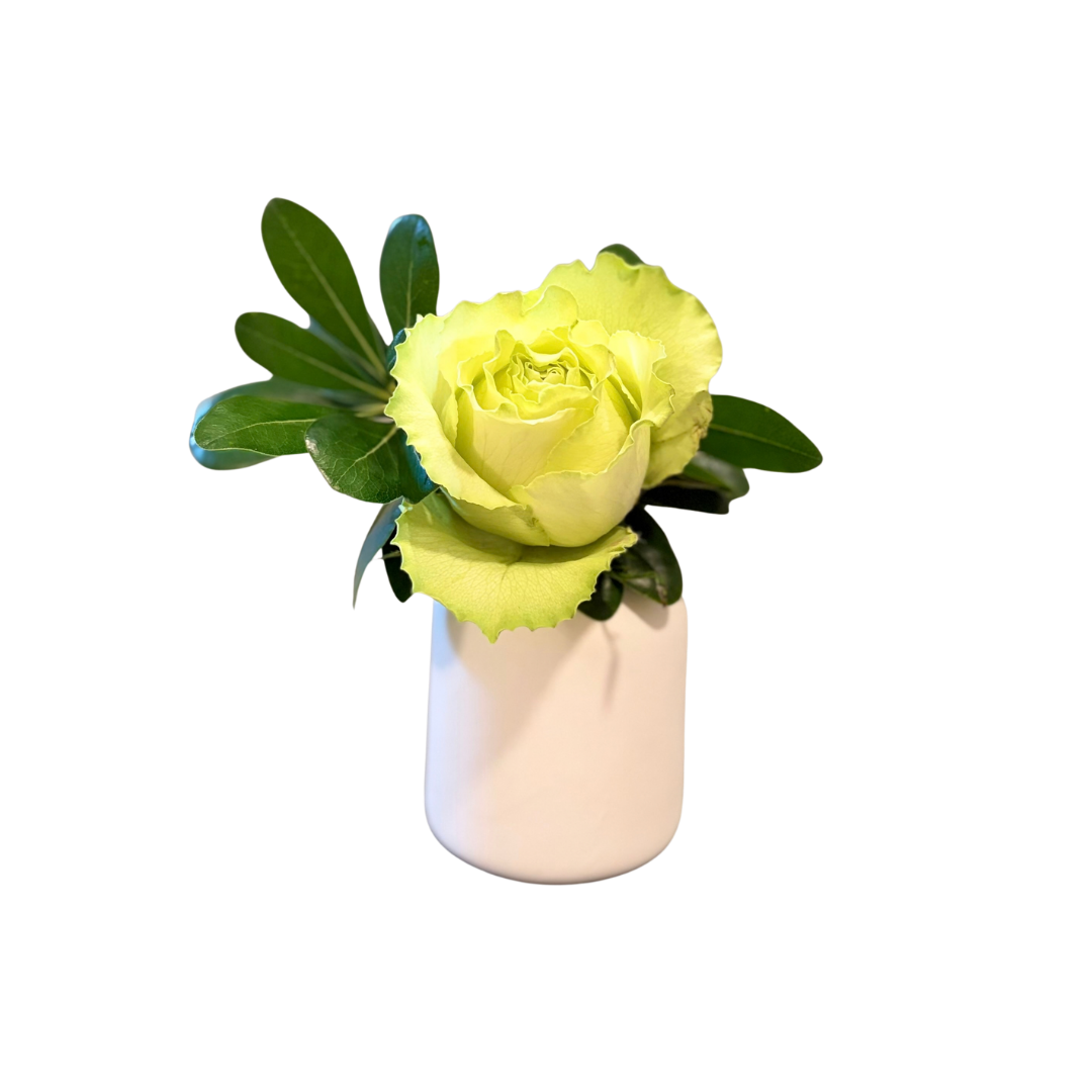 A single pale yellow rose with dark green leaves in a white ceramic vase