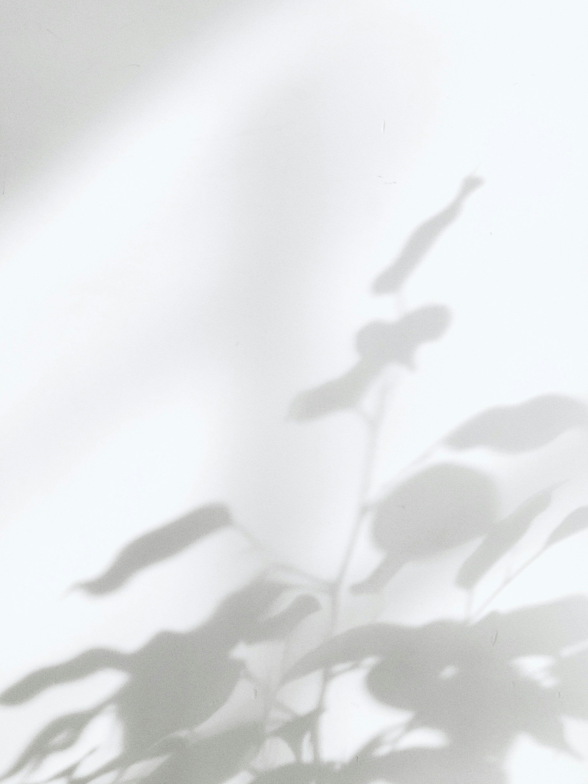 Ombres de feuilles et de branches projetées sur un mur blanc.