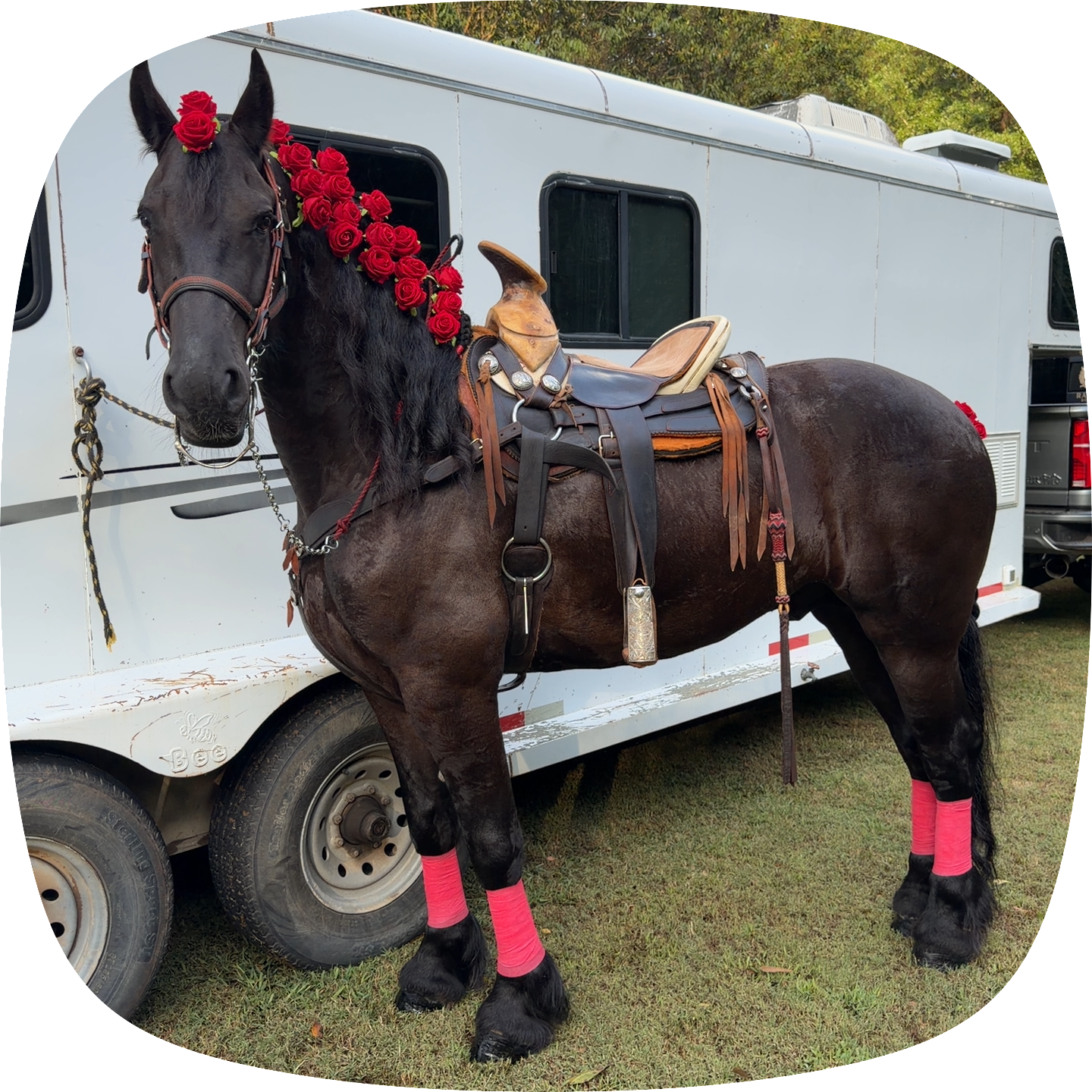 A dark brown horse with pink leg wraps standing in front of a white trailer, decorated with a crown of red roses on its head and a saddle.
