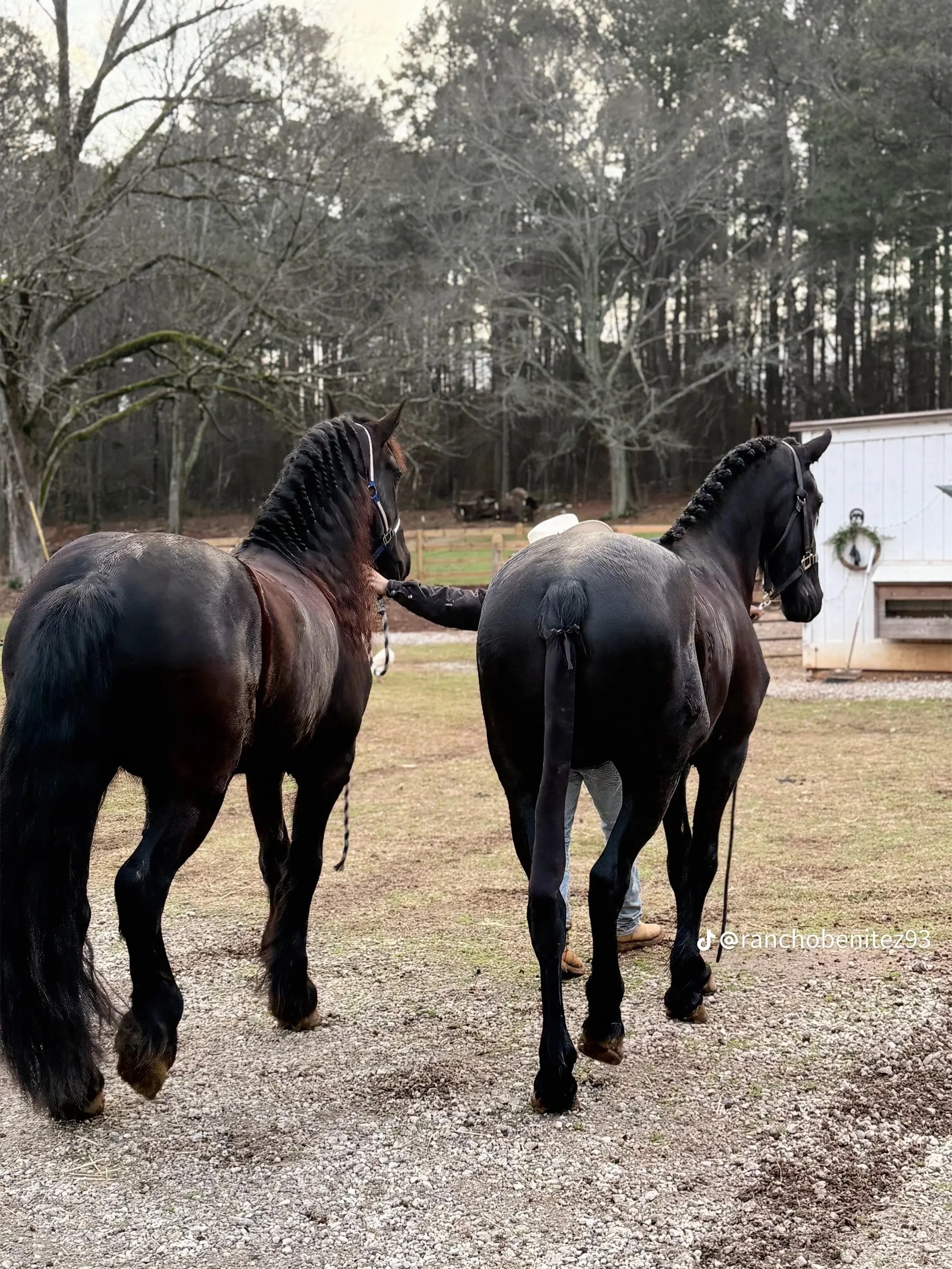 Horse Braiding & Grooming / Trenzado y Baño