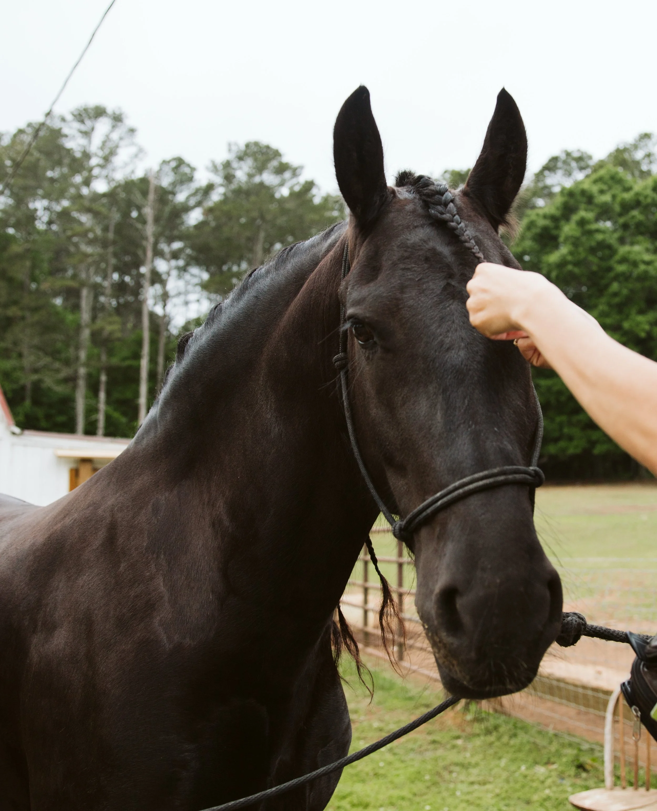 On-Site Horse Braiding & Grooming