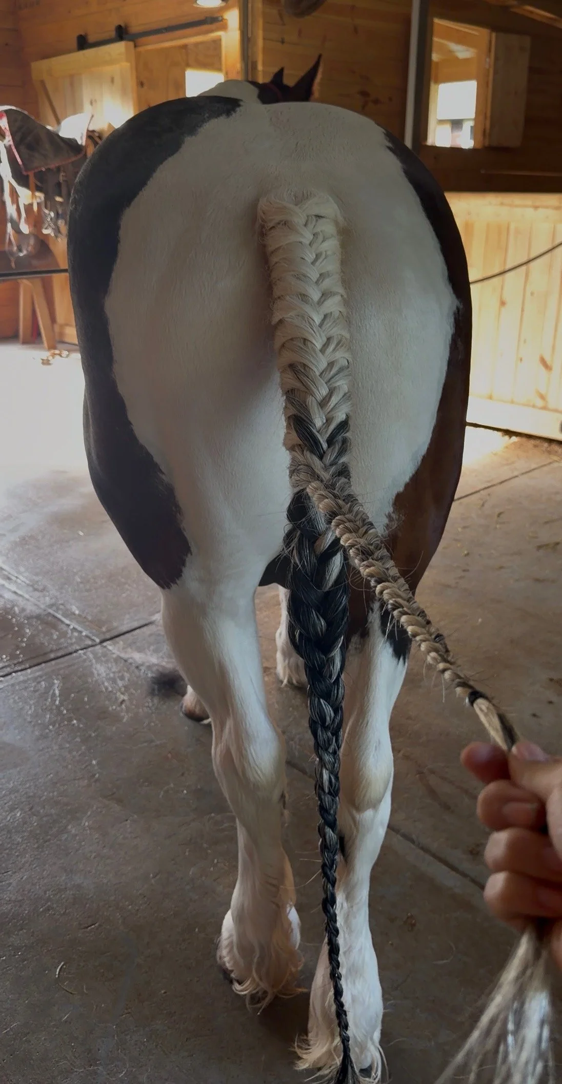 Horse Braiding | Trenzas Para Caballos