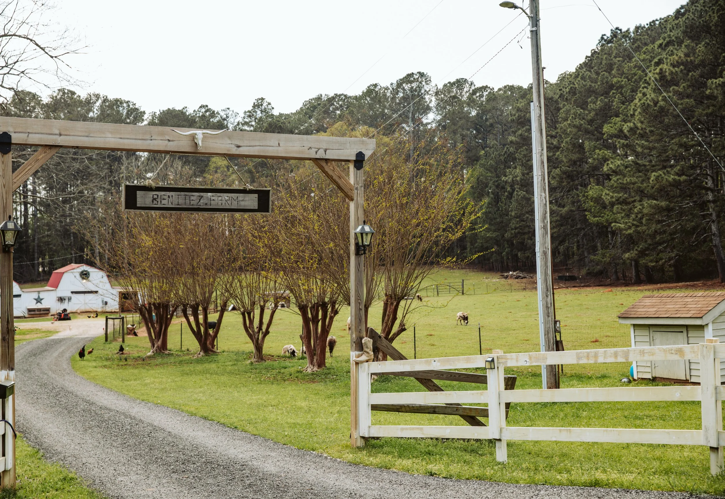 A rural farm scene with a gravel driveway, trees, a fenced area with sheep, a small barn, and a sign that reads 'BENTZ FARM' hanging from a wooden archway.