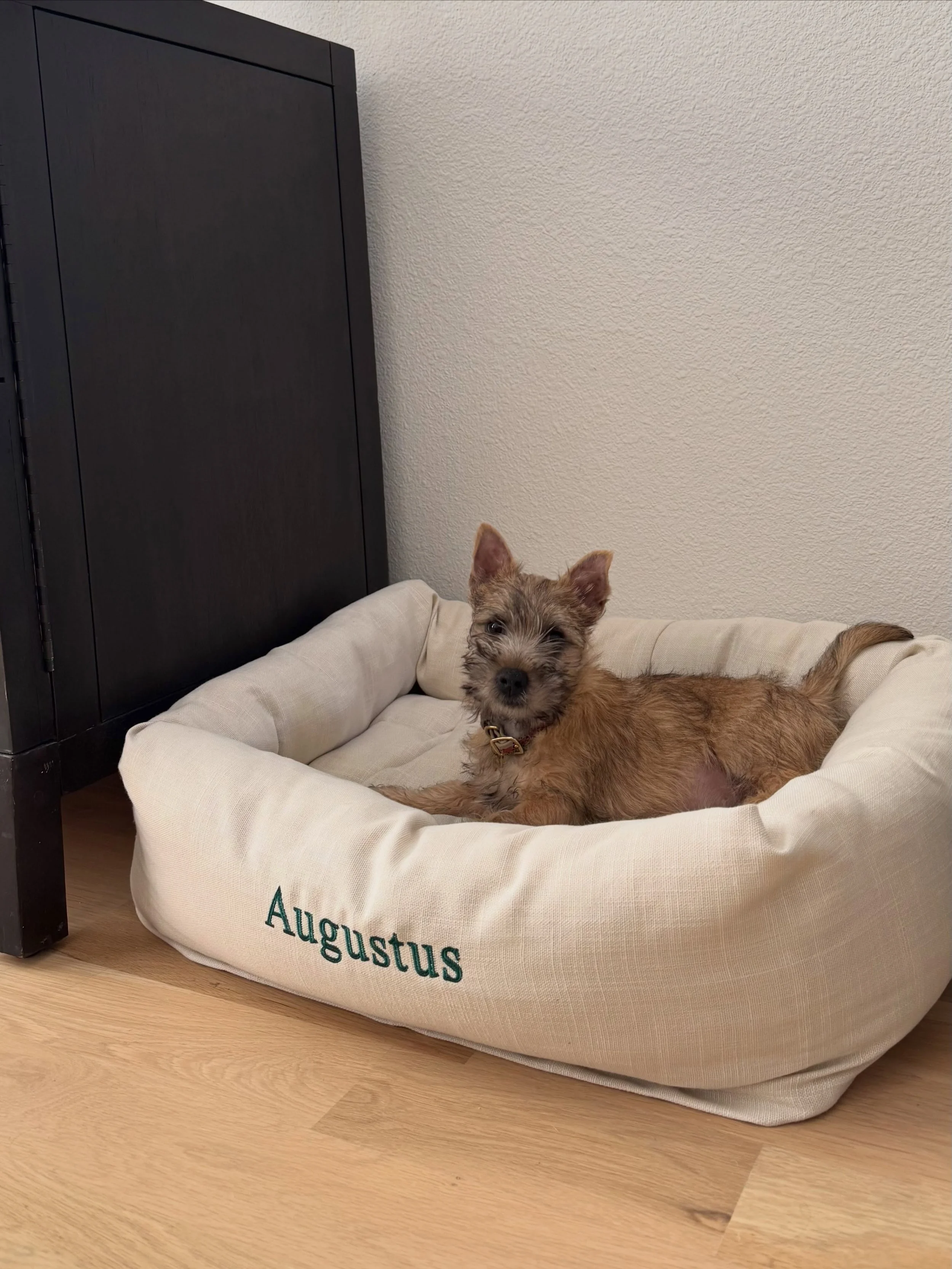 A little life outside the therapy office&hellip; welcome home Gus! ❤️