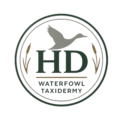 HD Waterfowl Taxidermy logo featuring a flying duck and reeds
