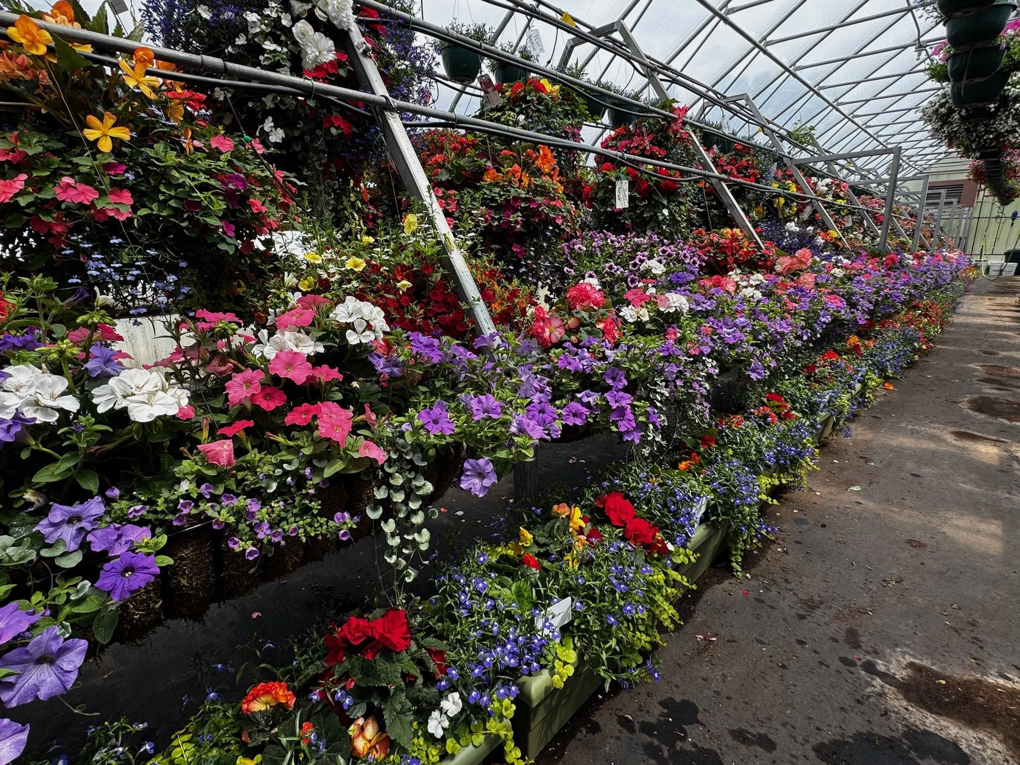 Rows of colorful flowers including petunias and calibrachoa inside a greenhouse with a metal arched roof structure.