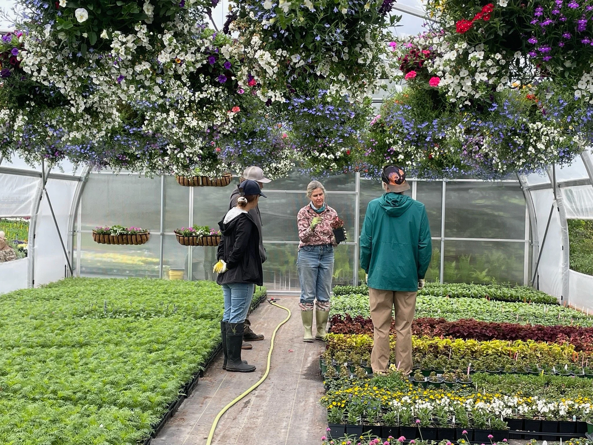 People inside a greenhouse surrounded by hanging flower baskets and rows of potted plants.