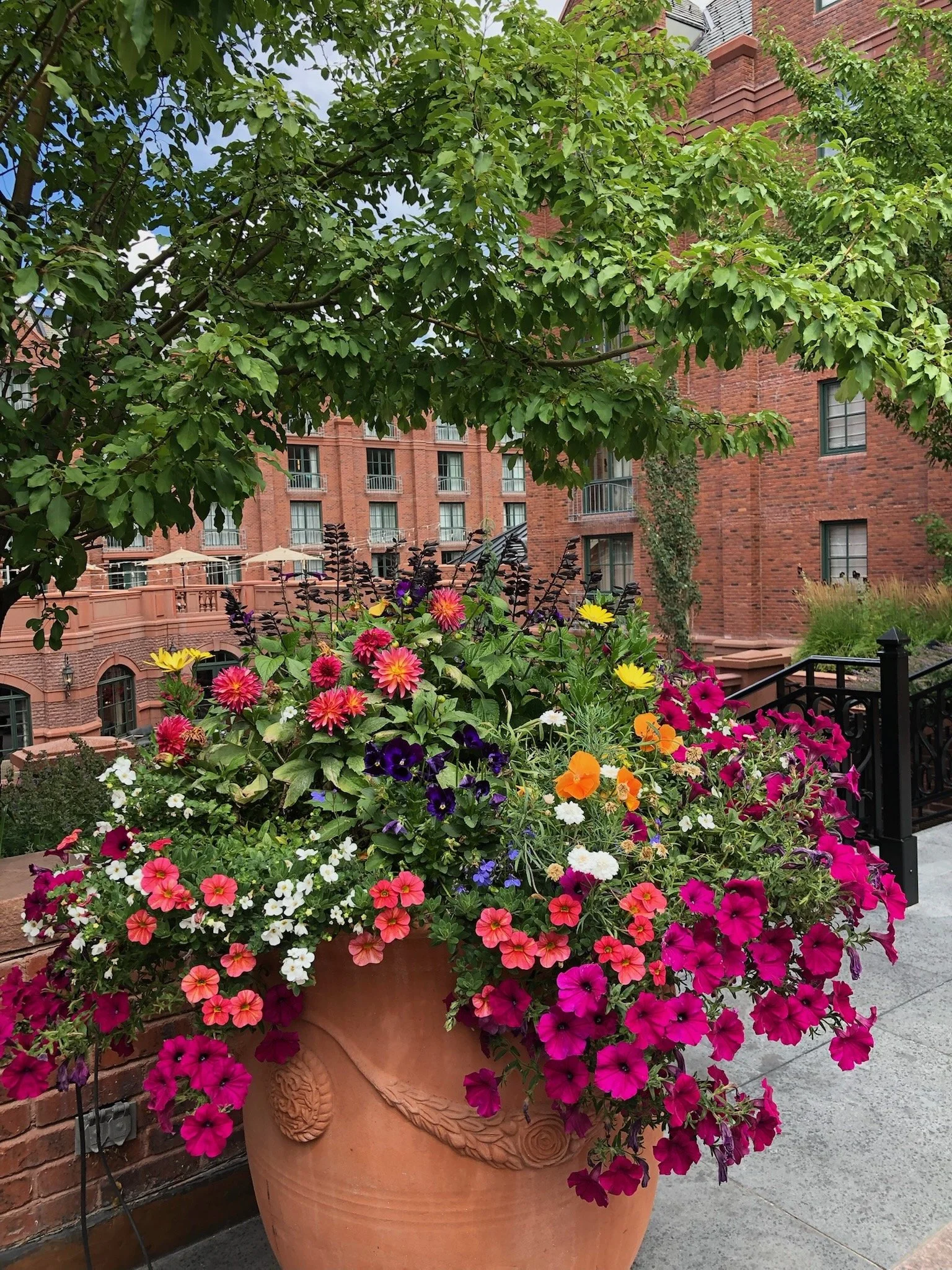 A large terracotta flower pot filled with colorful blooming petunias in shades of pink, purple, white, yellow, and orange, situated on a patio or sidewalk with a brick building, green trees, and flowering plants in the background.