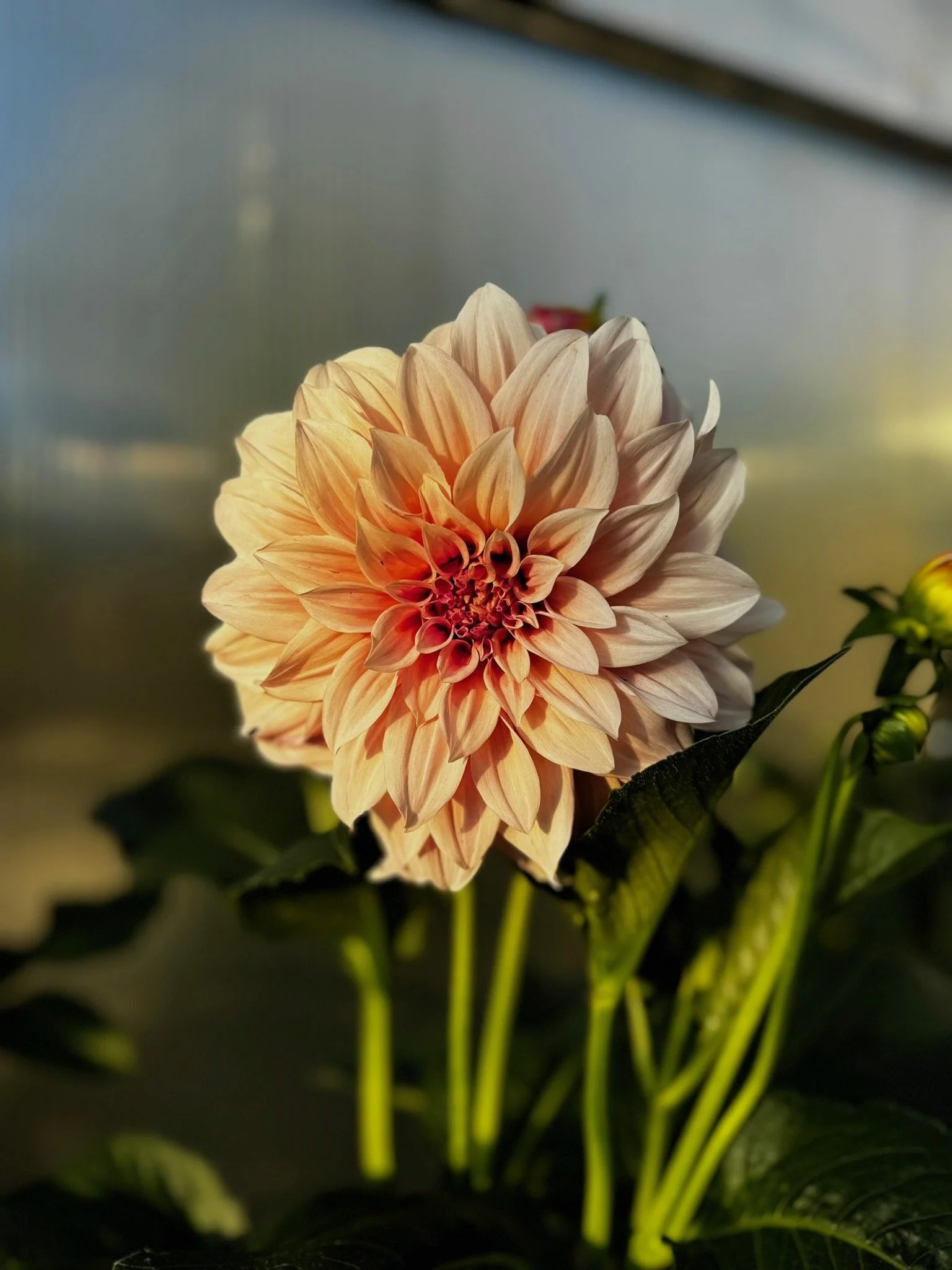 A close-up of a peach-colored dahlia flower with multiple petals, against a blurred background of green leaves and stems.