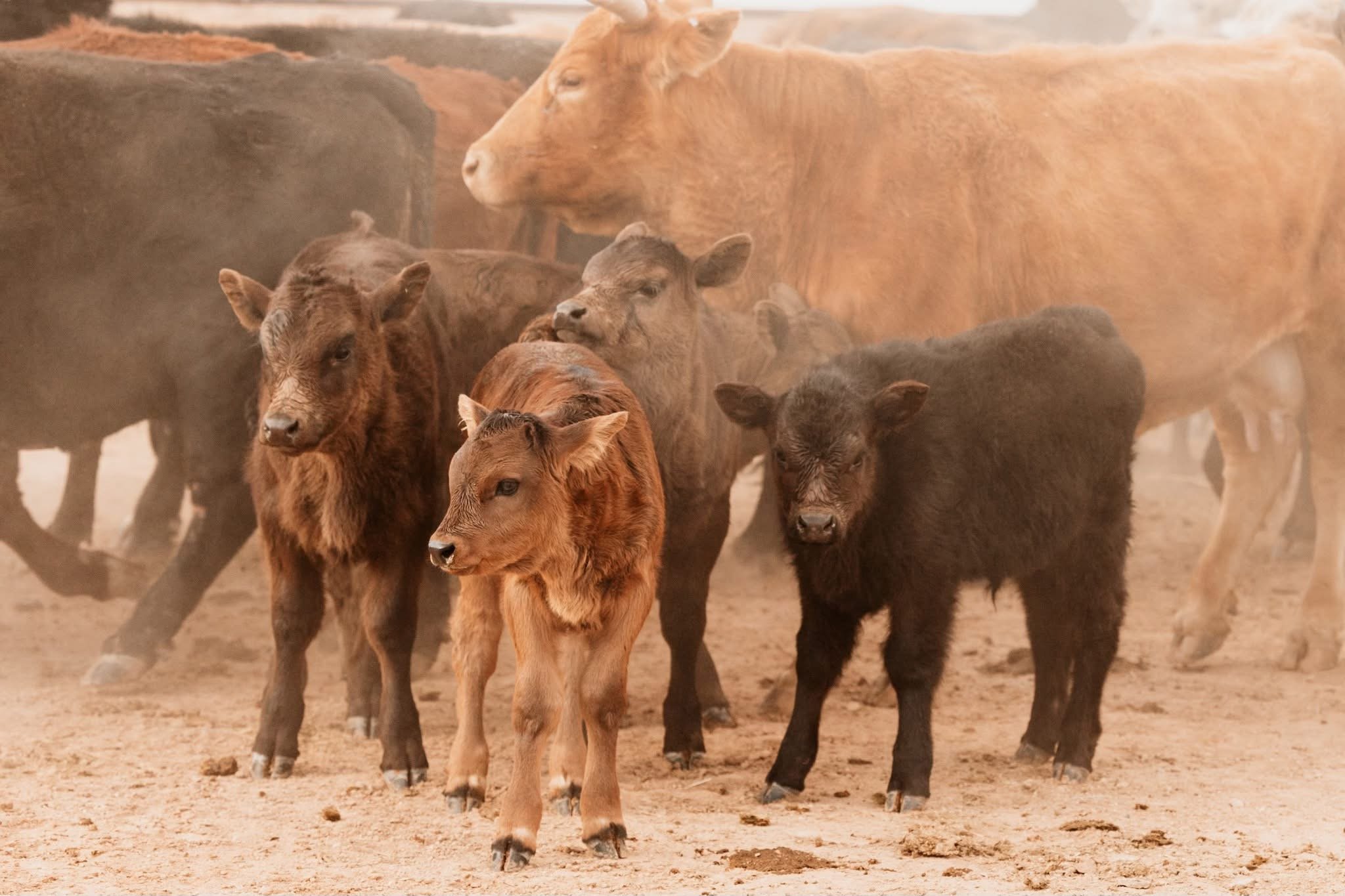Where the Herd Roams
