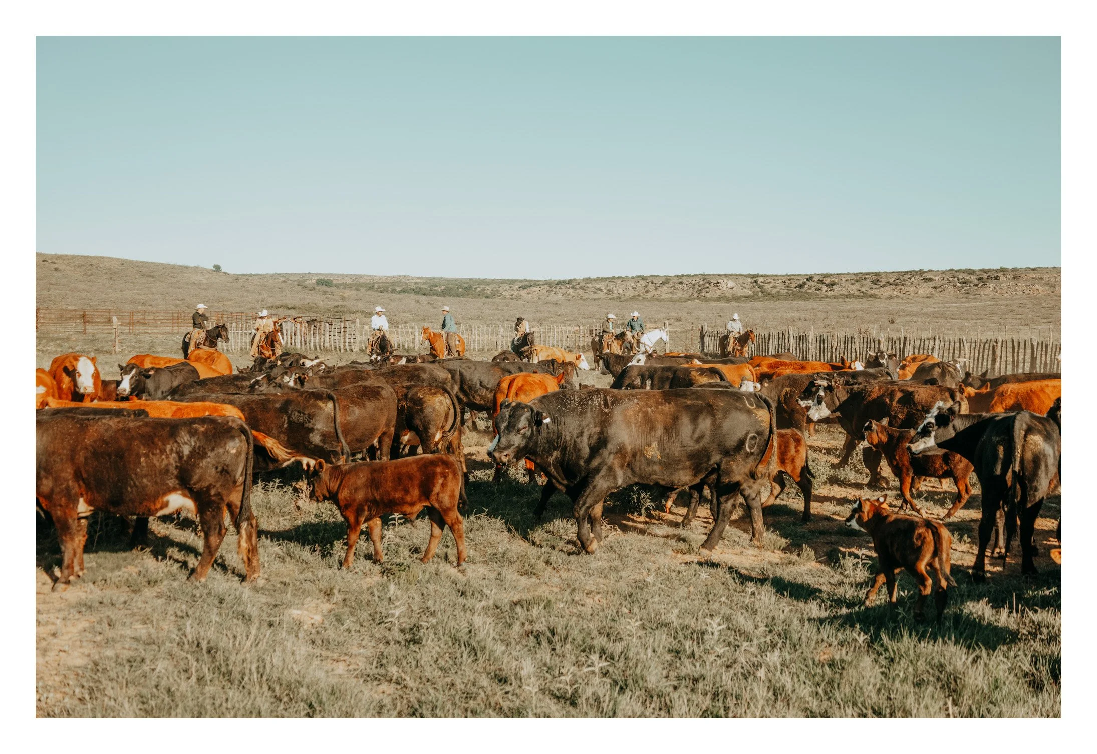 The Herd