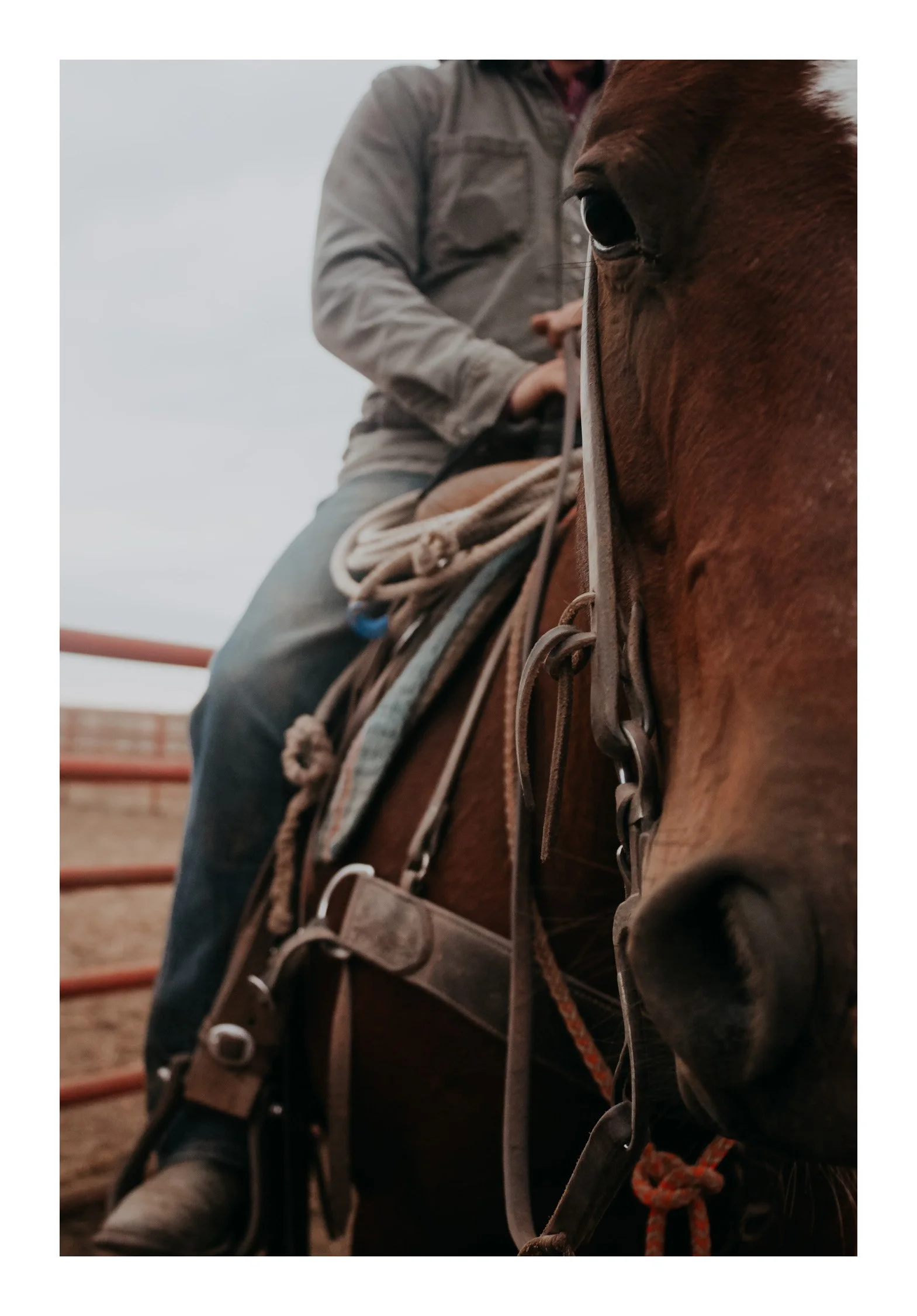 The Reins