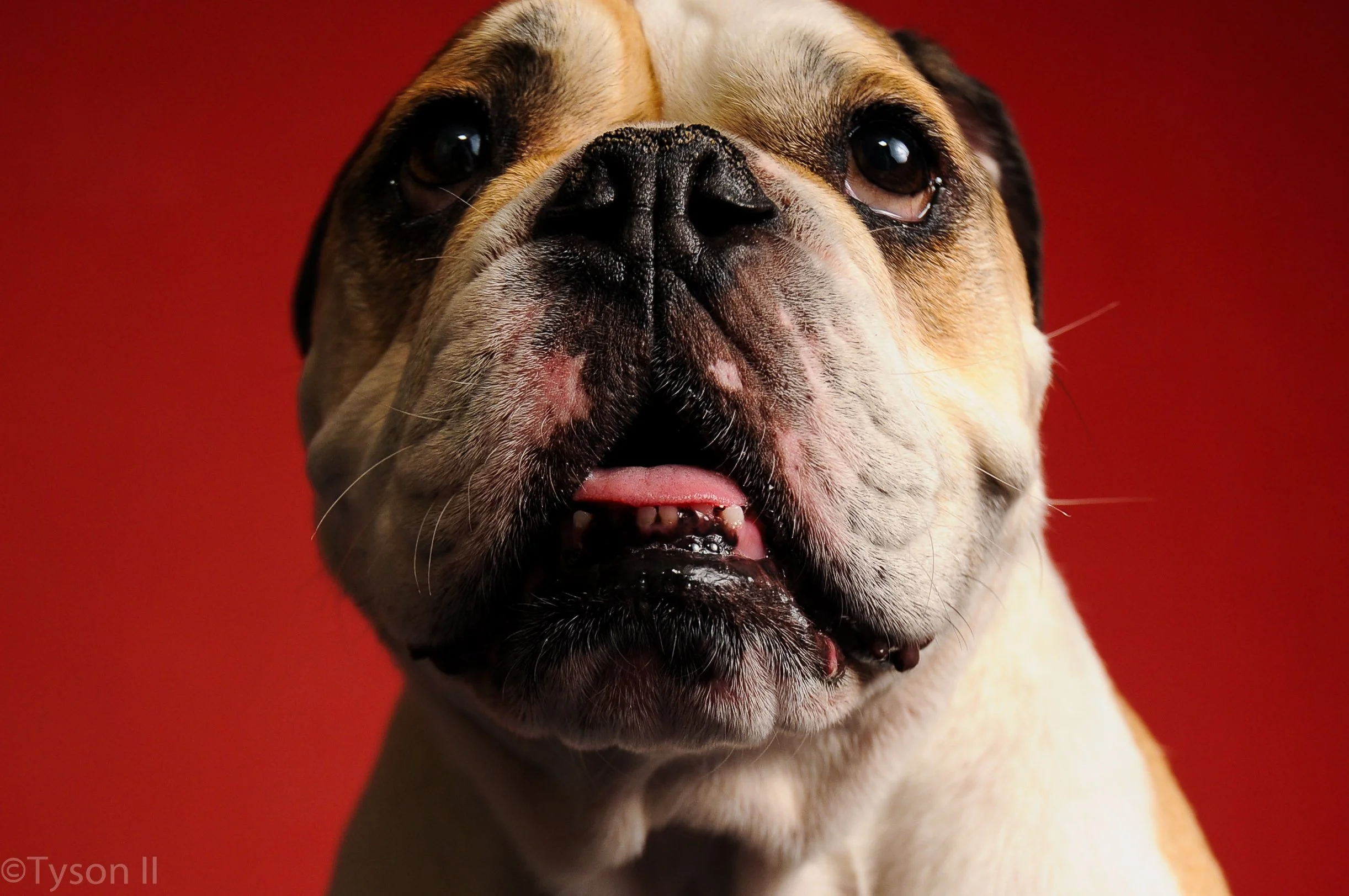 Close-up of a bulldog's face with a red background.