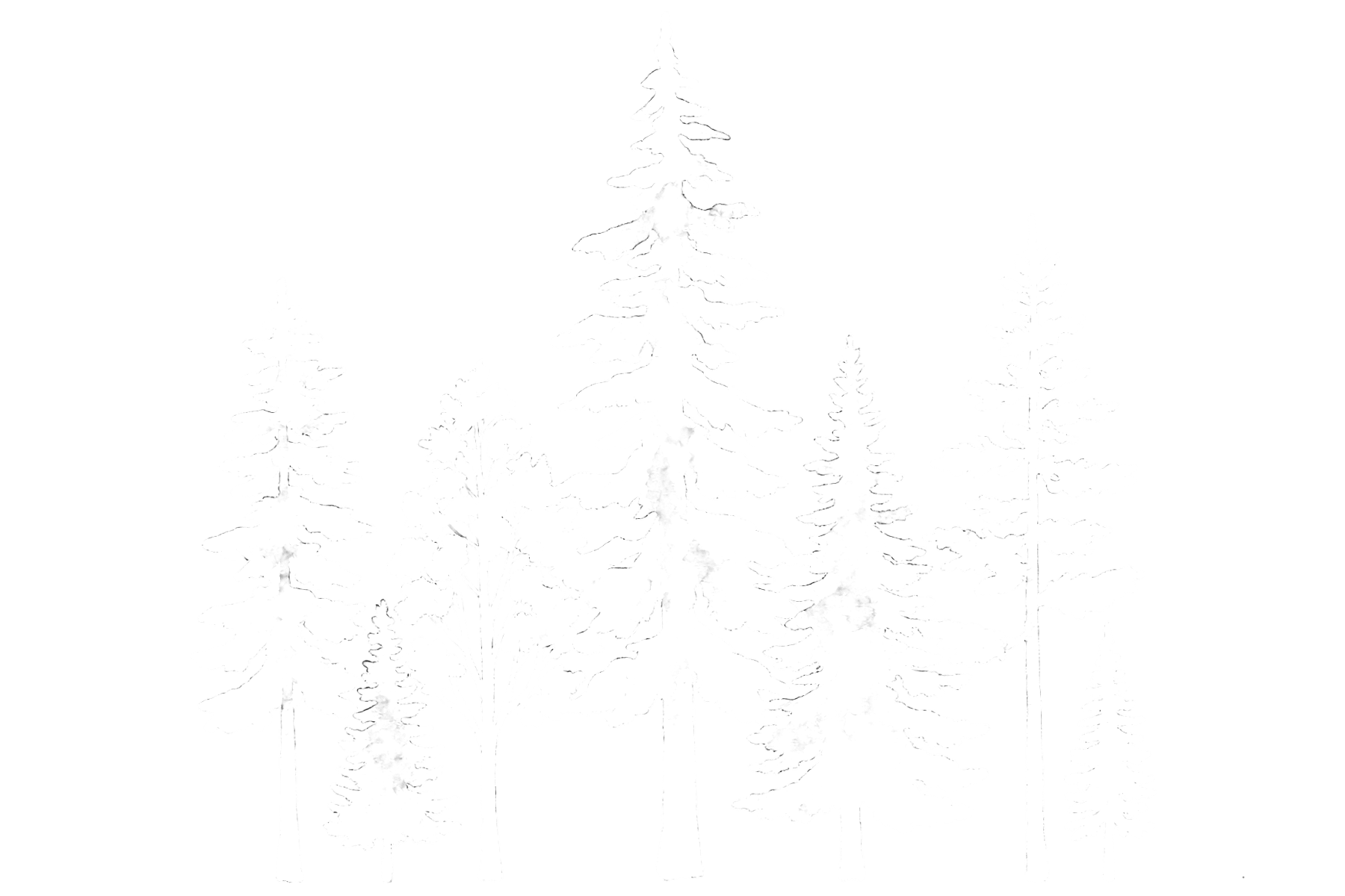 Silhouette of several tall pine trees in black and white.