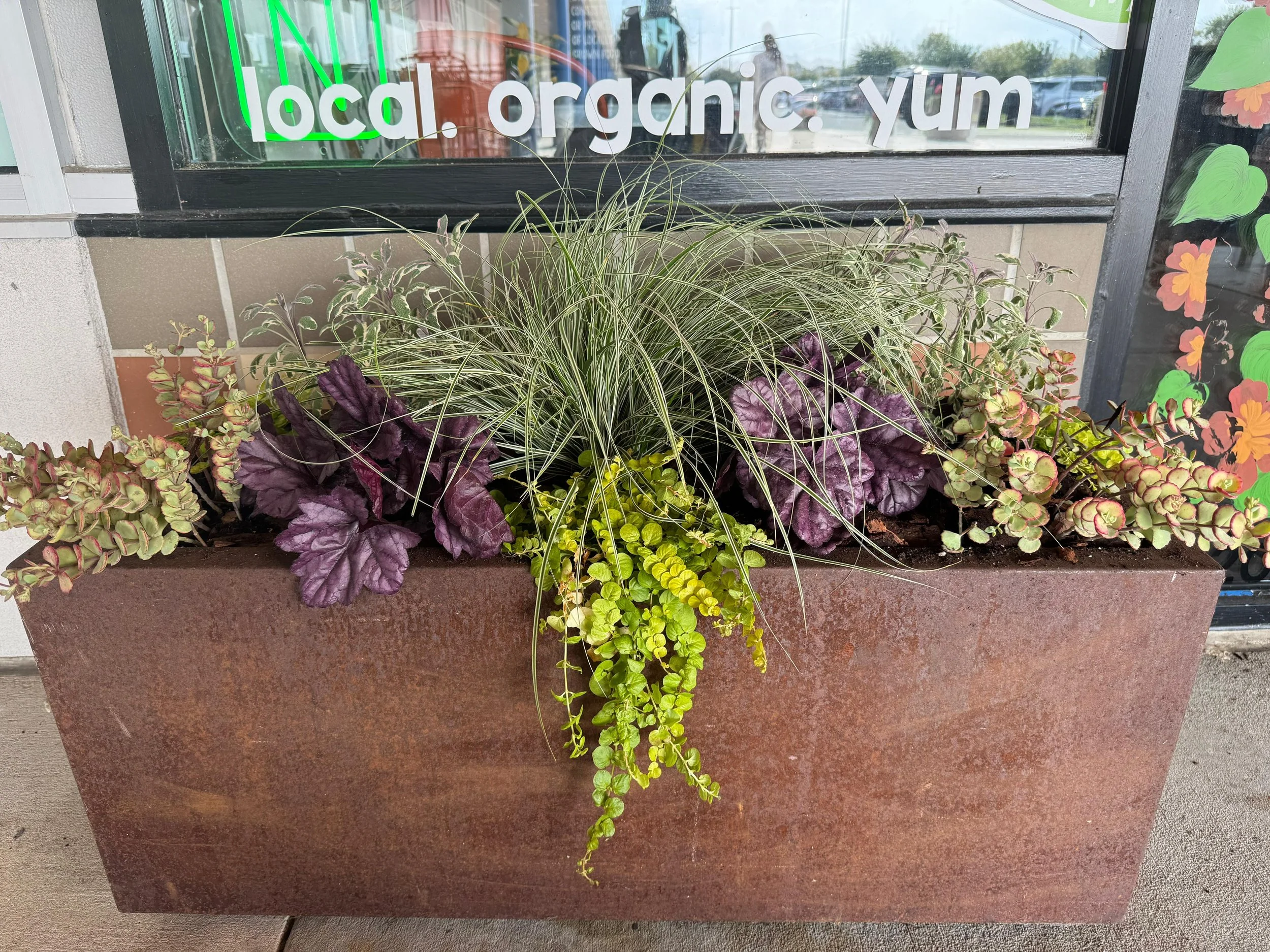 A rectangular flower pot filled with various green and purple plants is placed outside a building. Behind the pot, there is a glass window with white and green signage that reads 'local. organic. yum' and some decorative floral artwork on the window.
