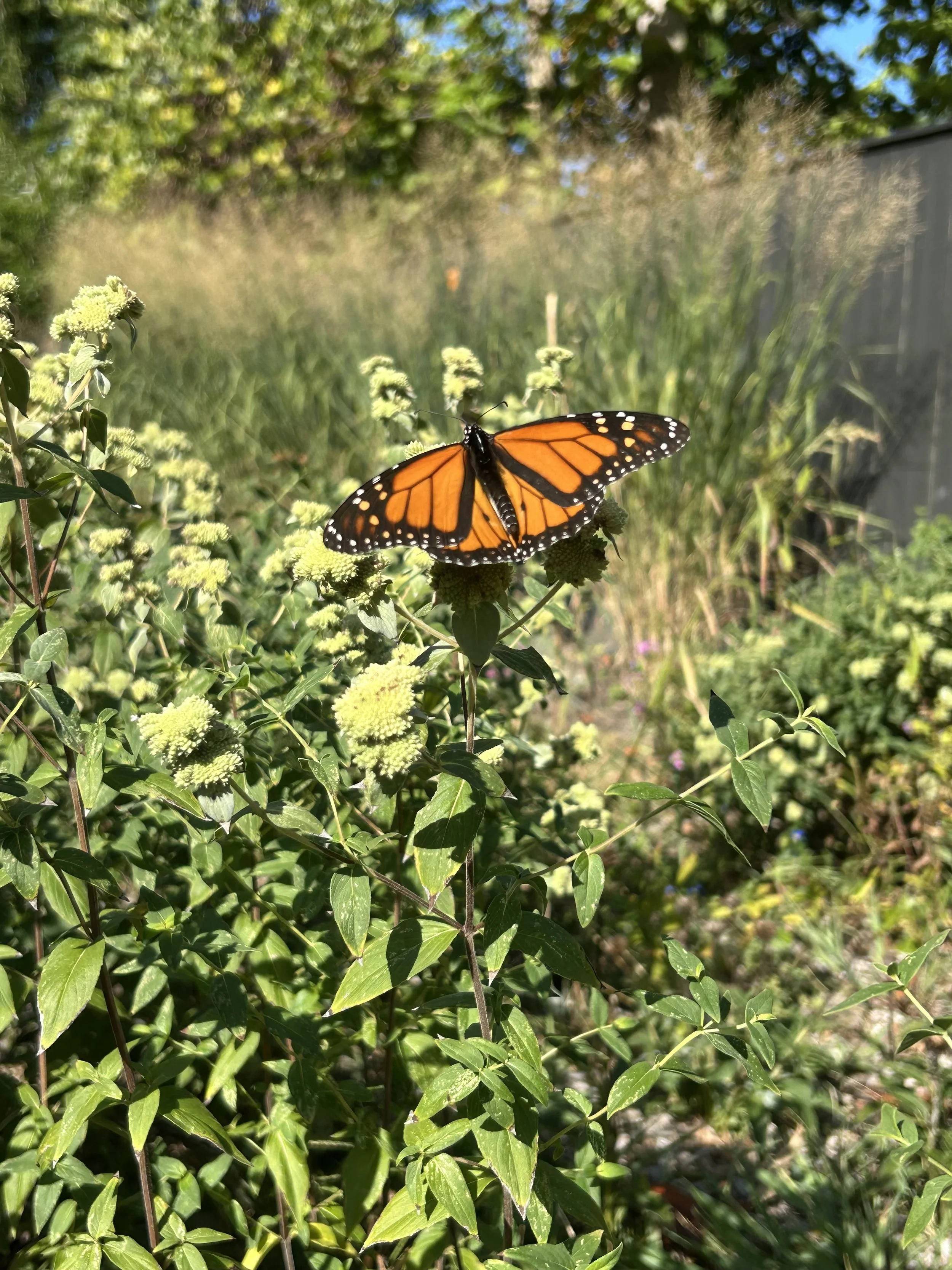 A monarch butterfly perched on green foliage in a garden on a sunny day.