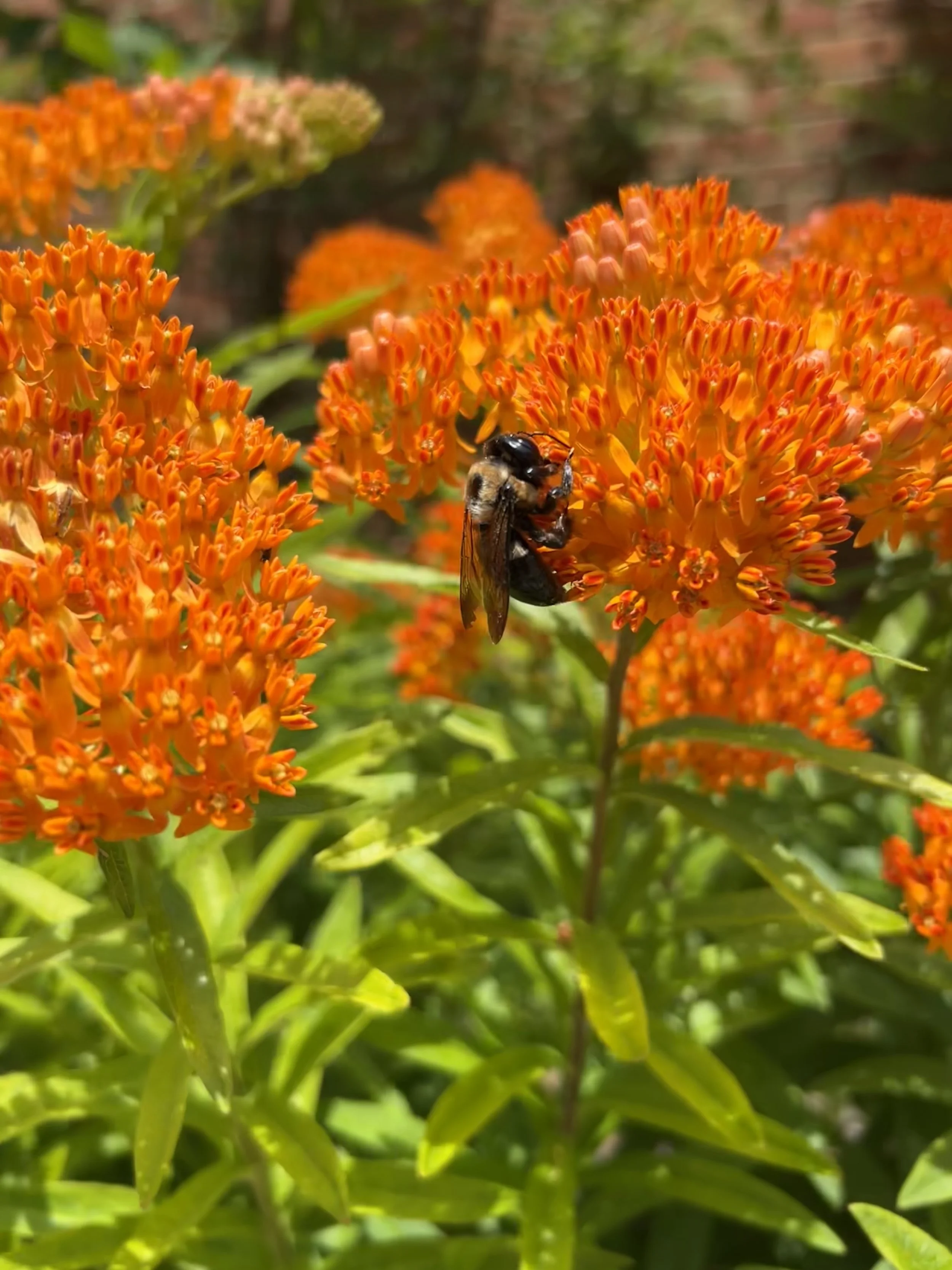 A bee is perched on orange flowers in a garden setting with green foliage in the background.