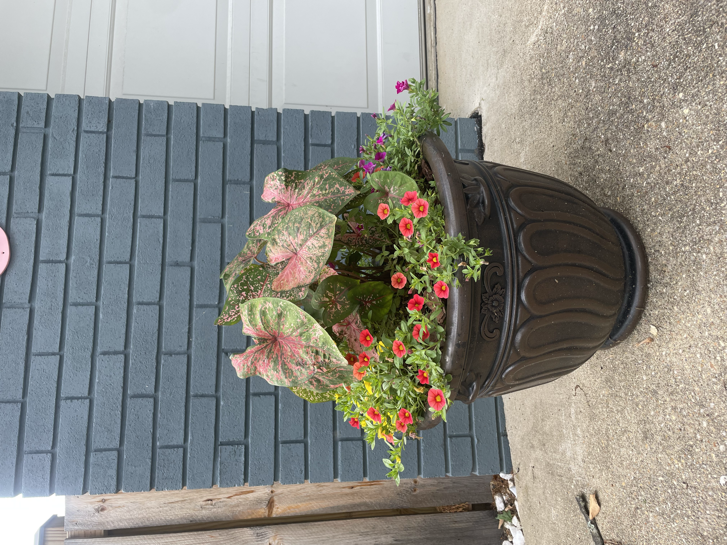 A large black decorative planter contains pink and green caladiums and colorful petunias in shades of pink, red, and yellow, positioned on a concrete surface outside against a blue brick wall with a white garage door.