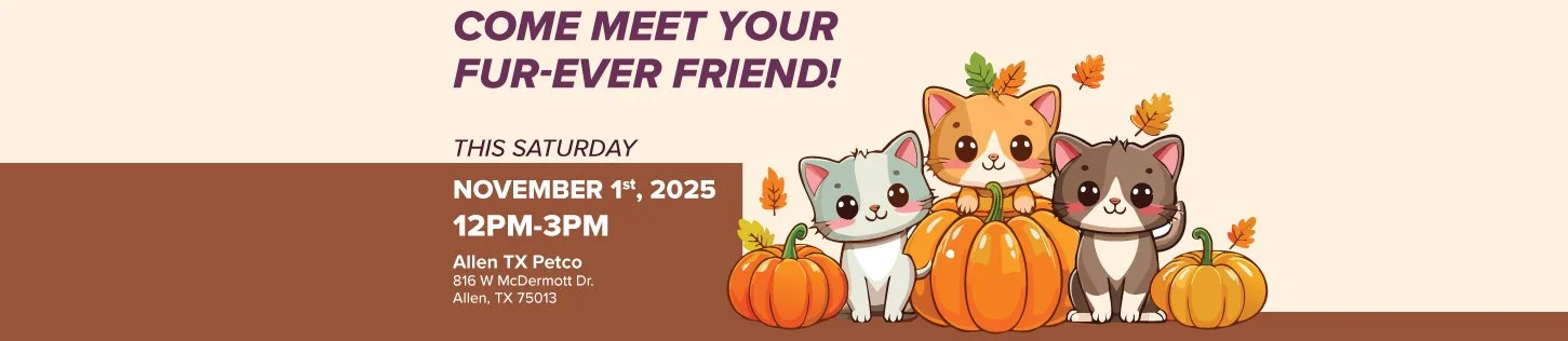 Adoption Event 12 pm - 3 pm @ Allen Pecto