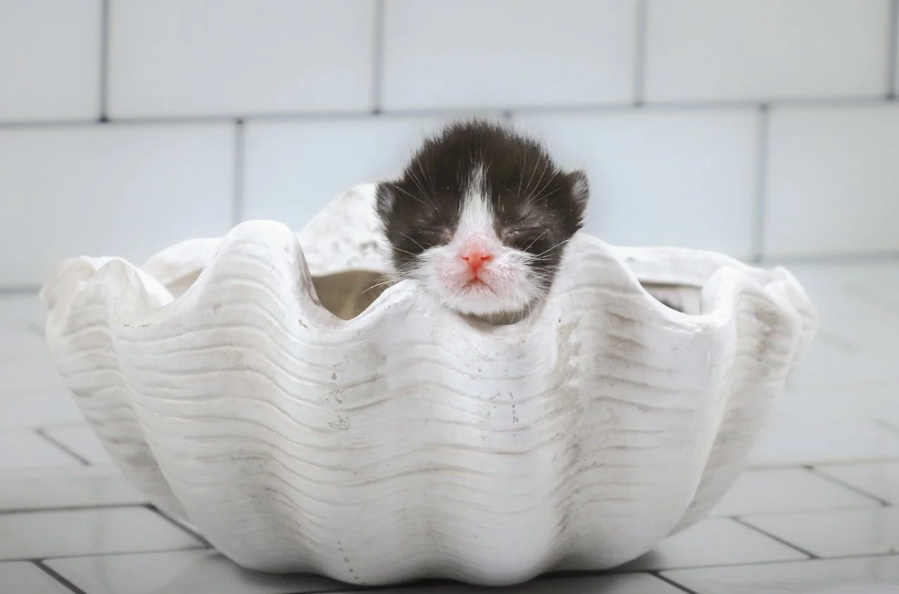 Tiny black-and-white kitten curled up in a white seashell bed