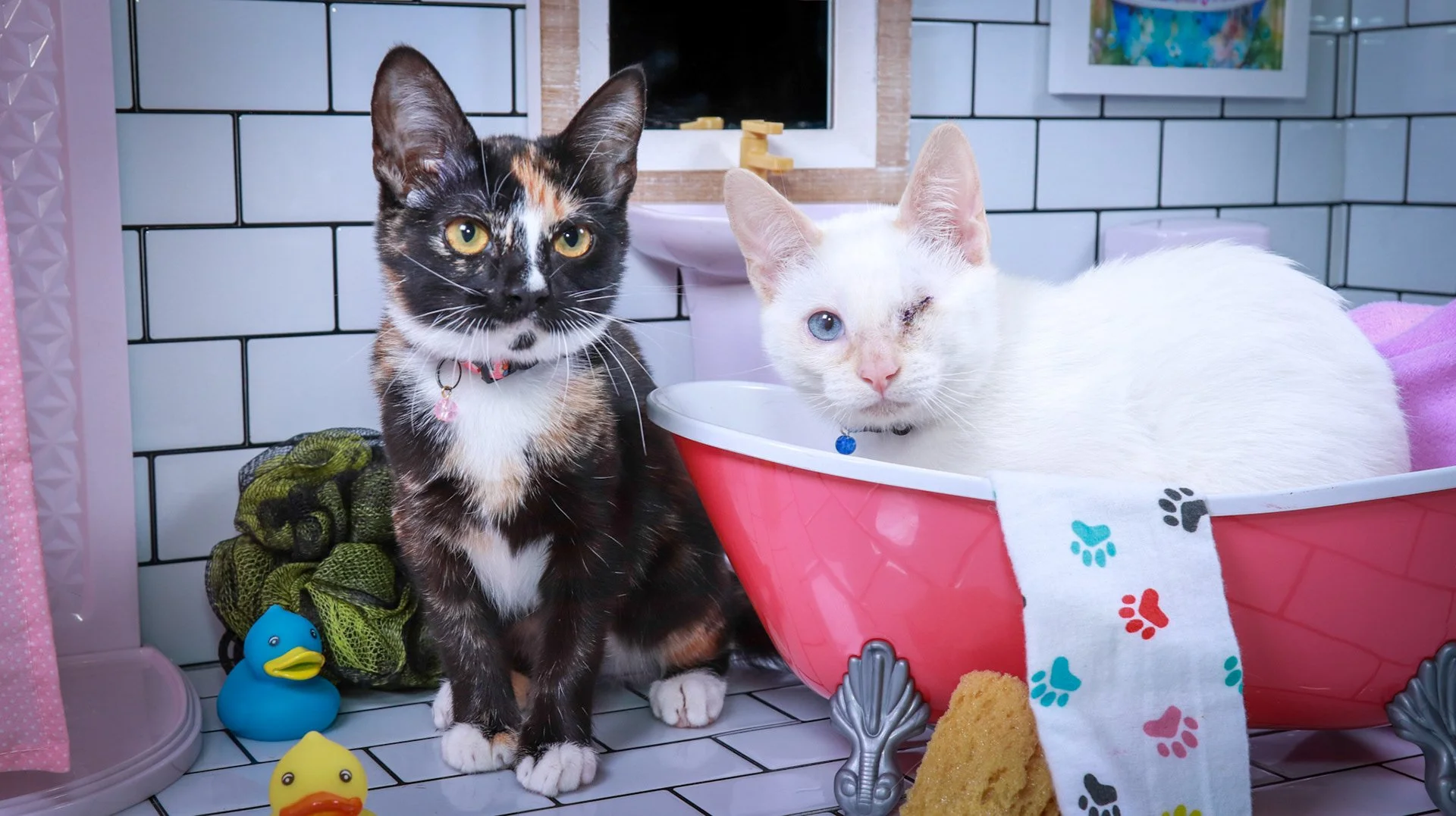 Calico kitten sitting beside a toy bathtub with a white kitten peeking over the side