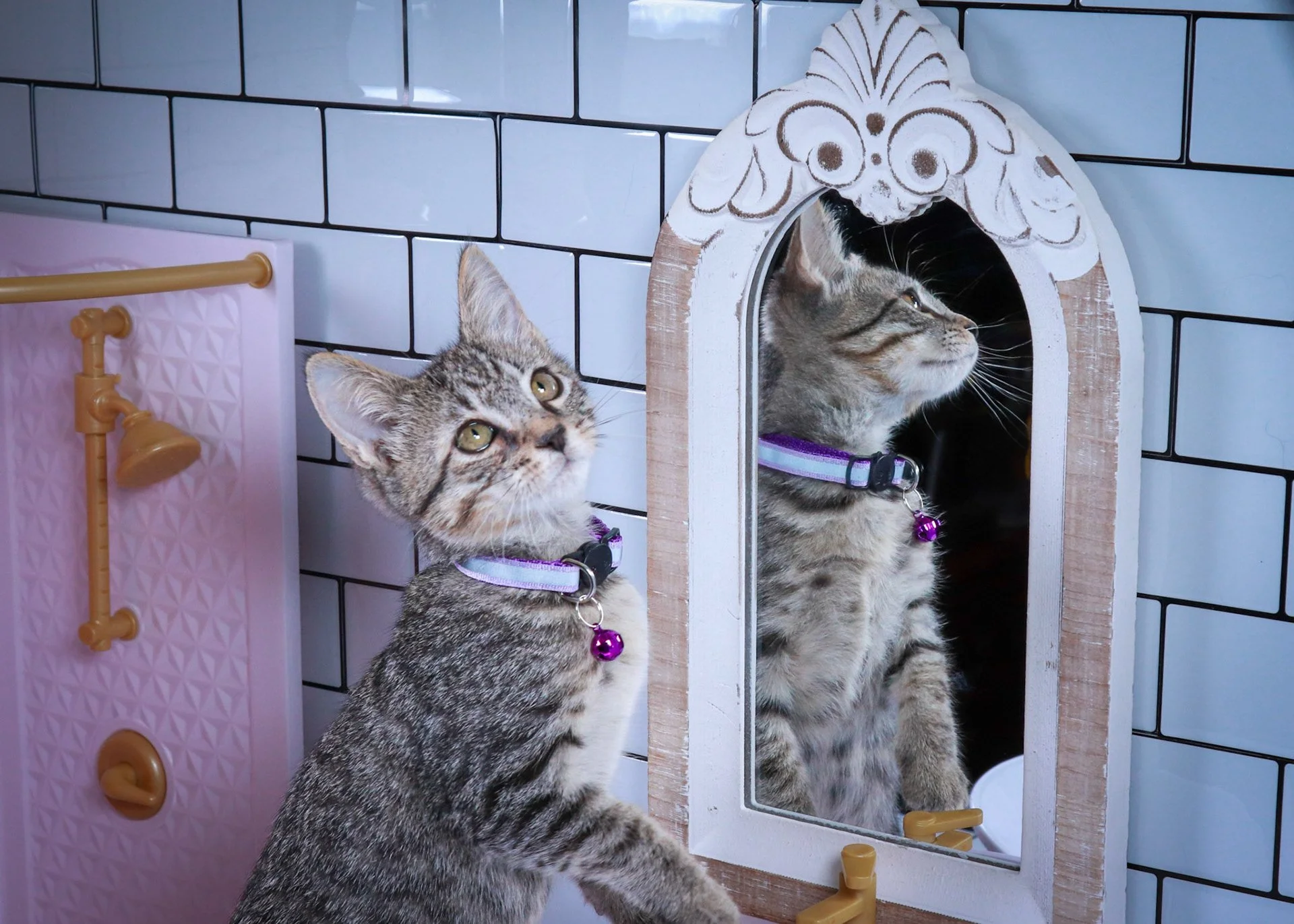 Tabby kitten in a purple collar gazing at its reflection in an ornate white mirror