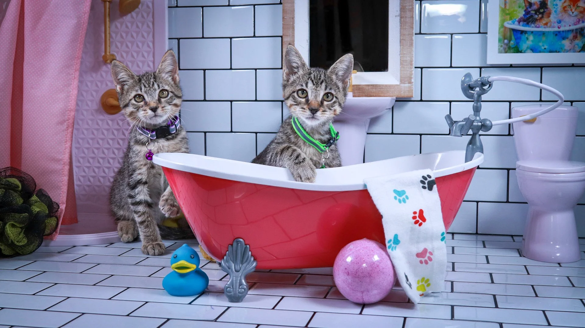 Two tabby kittens playing around a red toy bathtub with a rubber duck and bath bomb